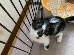 つぎはぎ猫★ねずみ大好き おもちゃのネズミが大好き！ | 雑種（ミックス猫） | にゃんずの