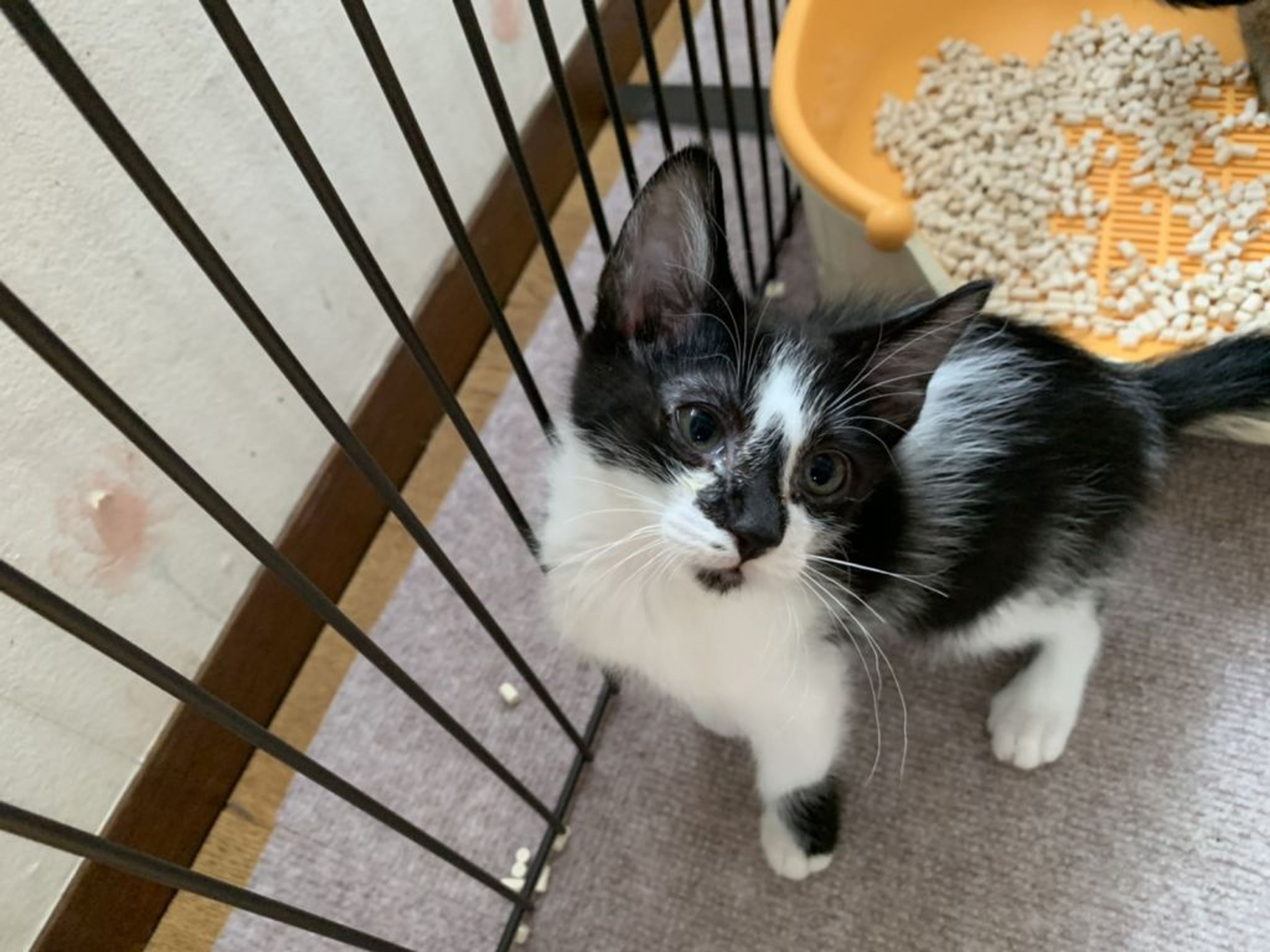 pet-image-2