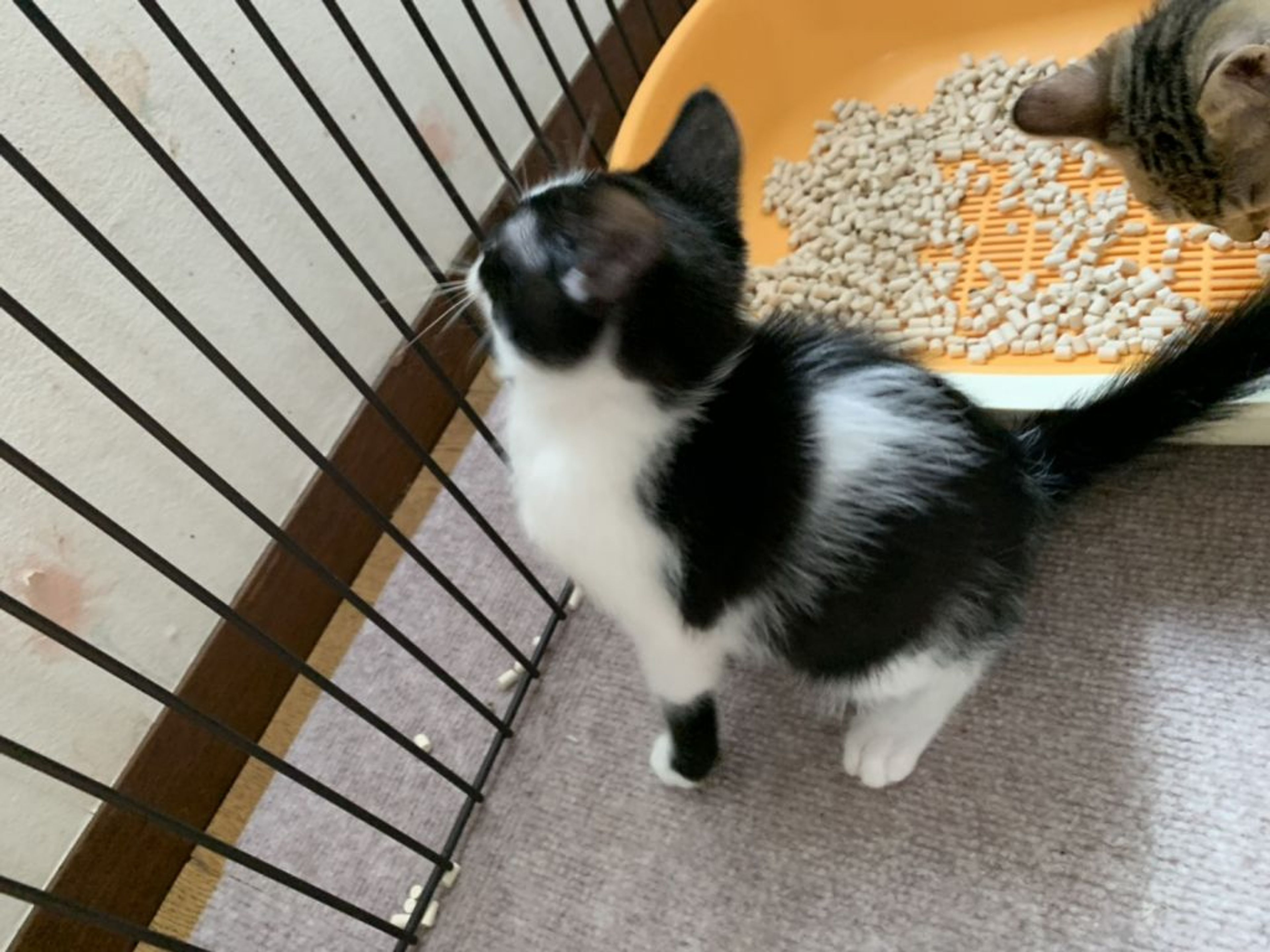 pet-image-3