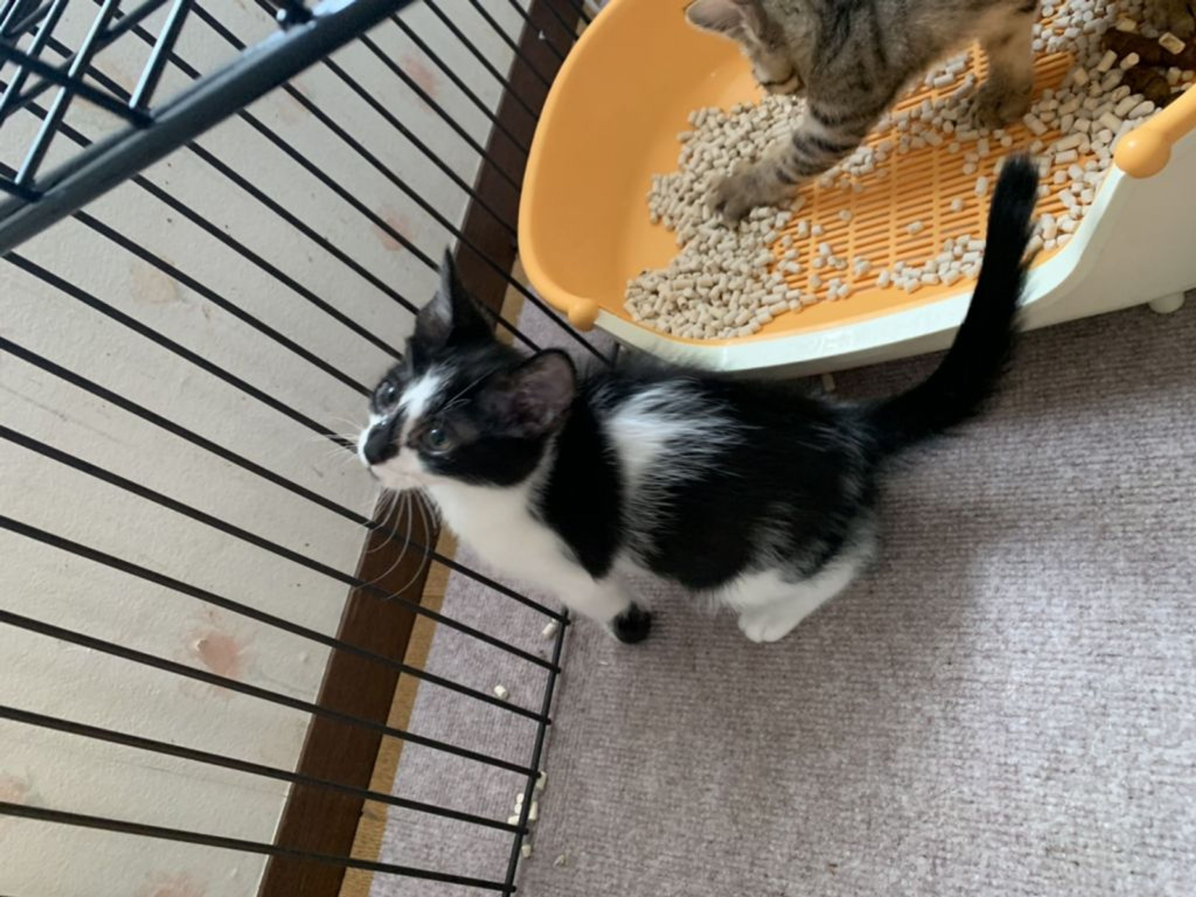 pet-image-4