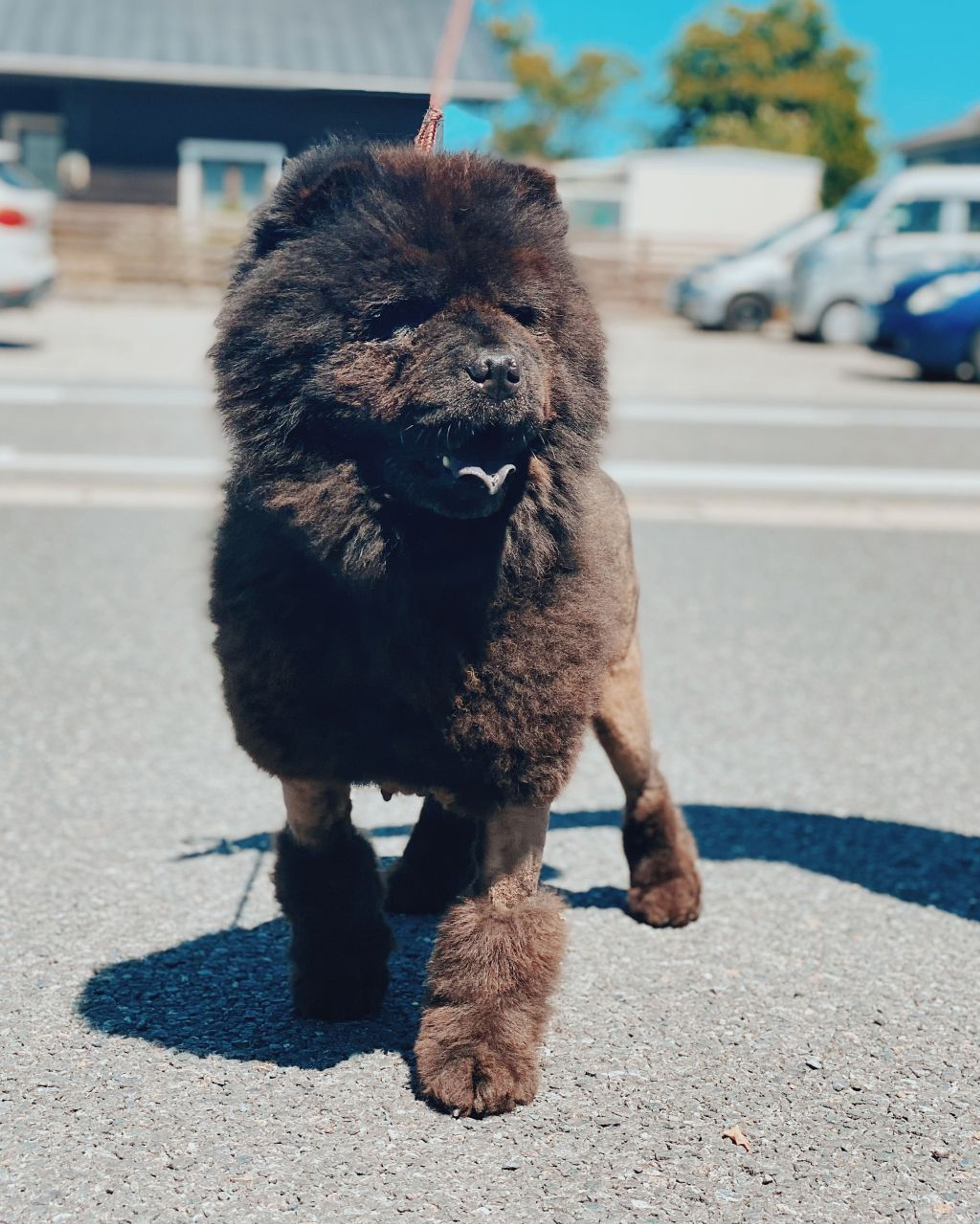 チャウ・チャウ・メスの里親募集の写真