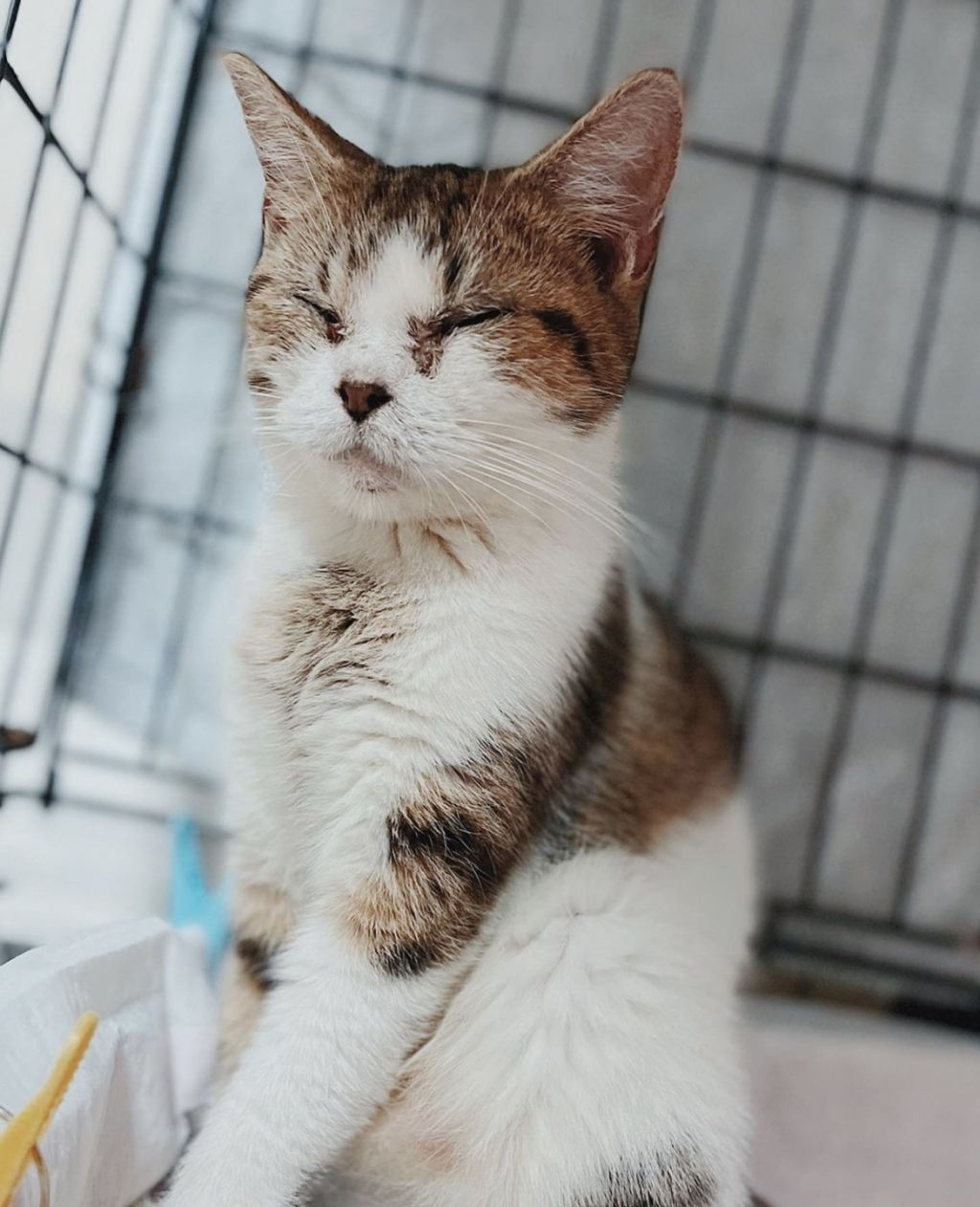 雑種（ミックス猫）・メスの里親募集の写真