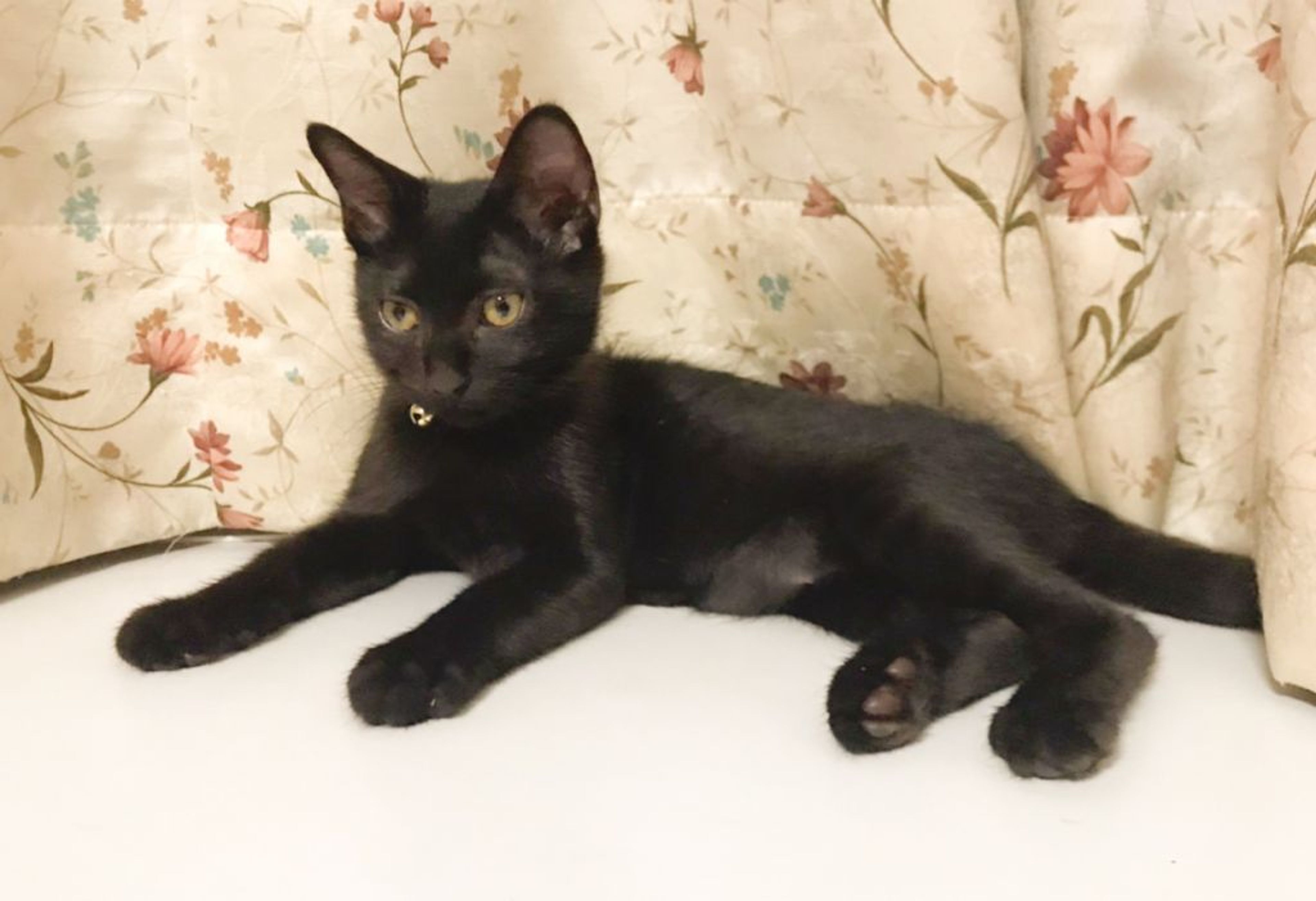 pet-image-3