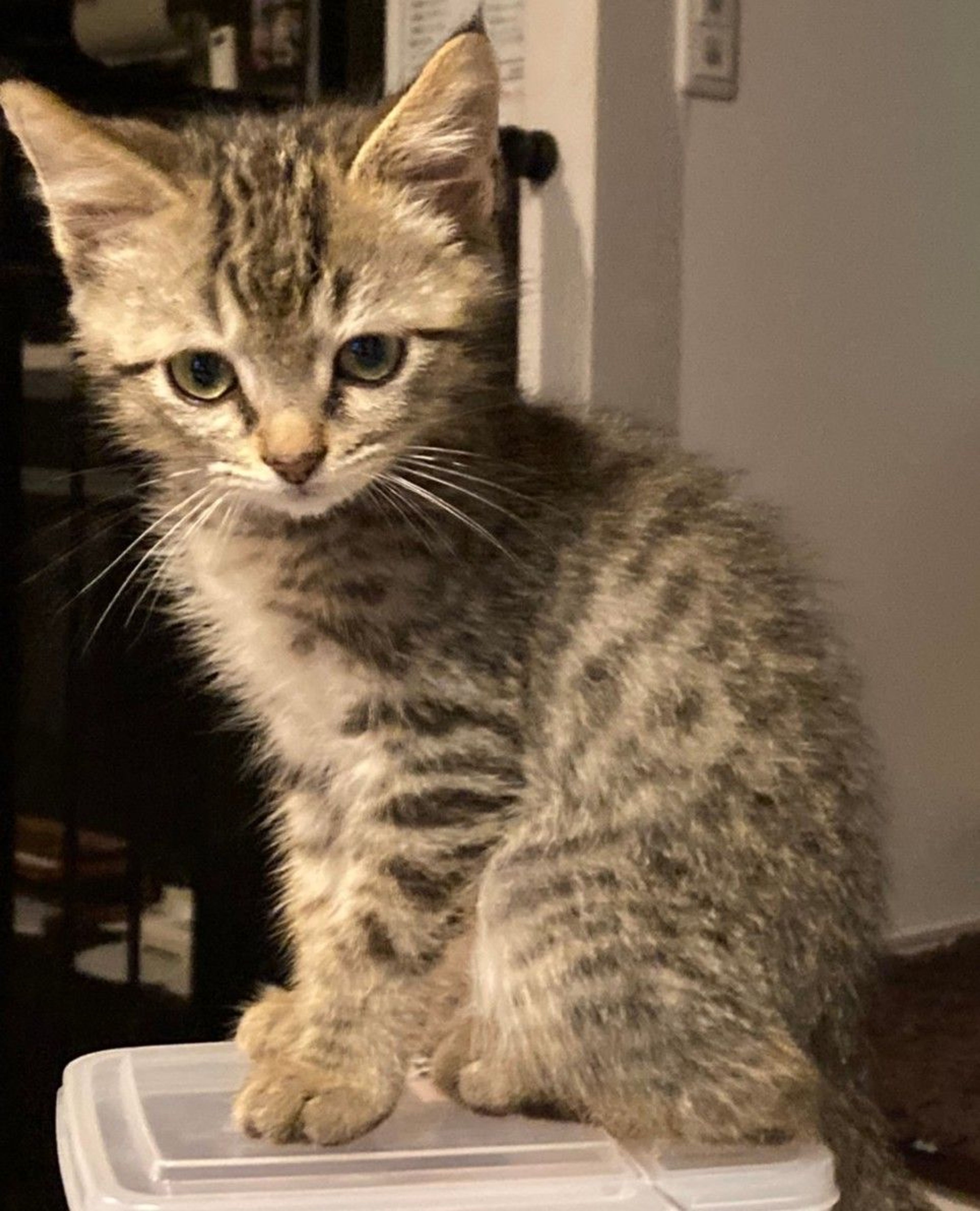 雑種（ミックス猫）・オスの里親募集の写真