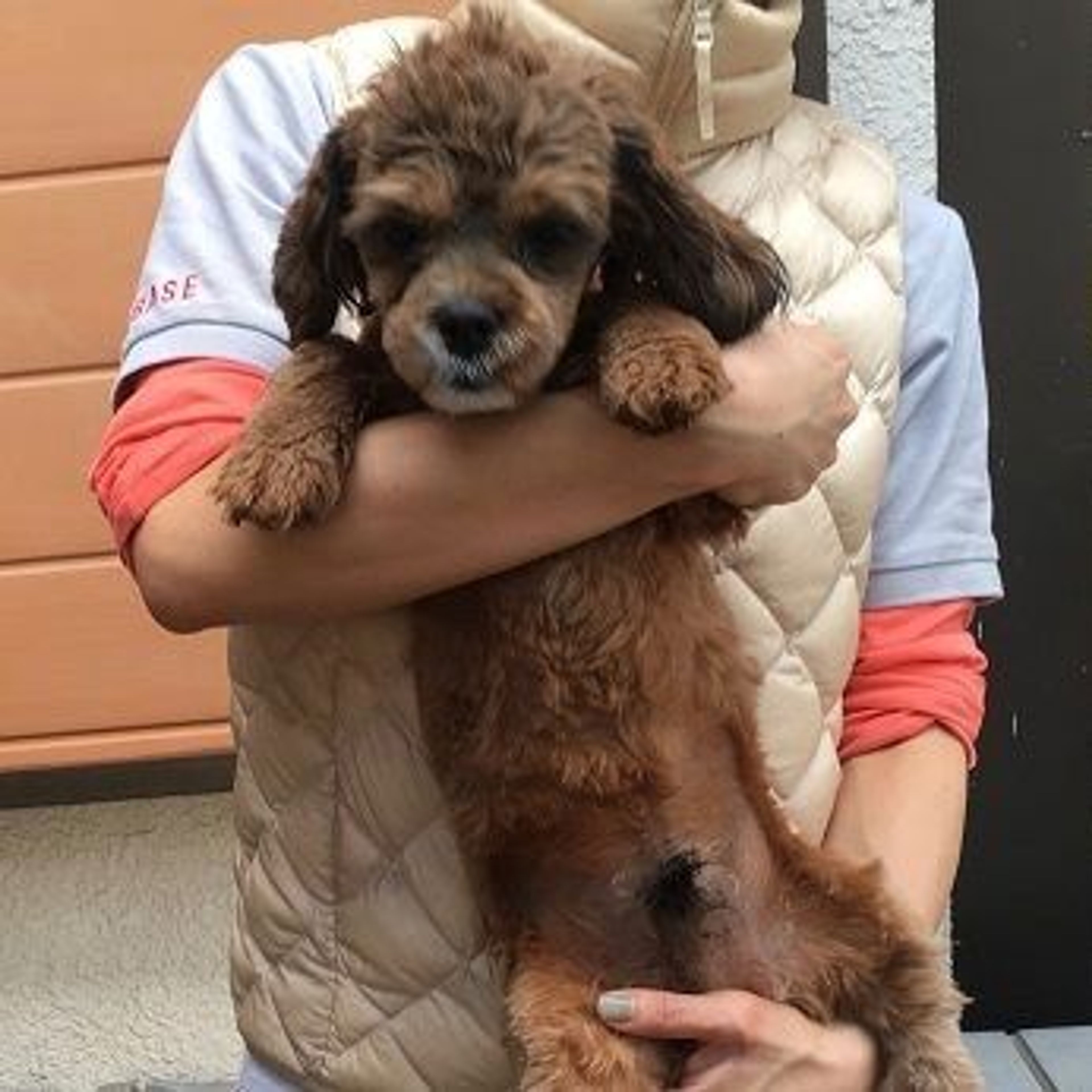雑種（ミックス犬）・オスの里親募集の写真