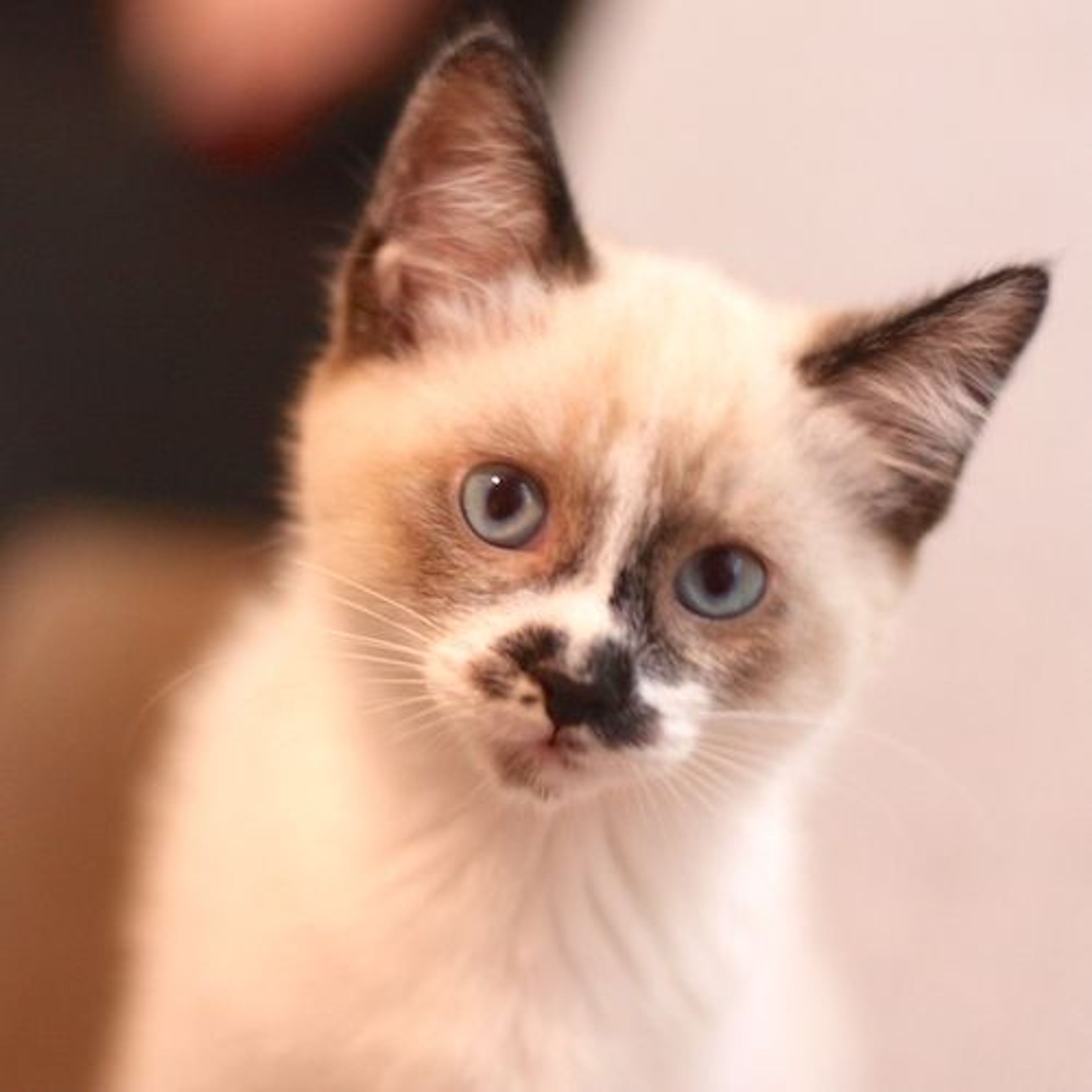 雑種（ミックス猫）・オスの里親募集の写真