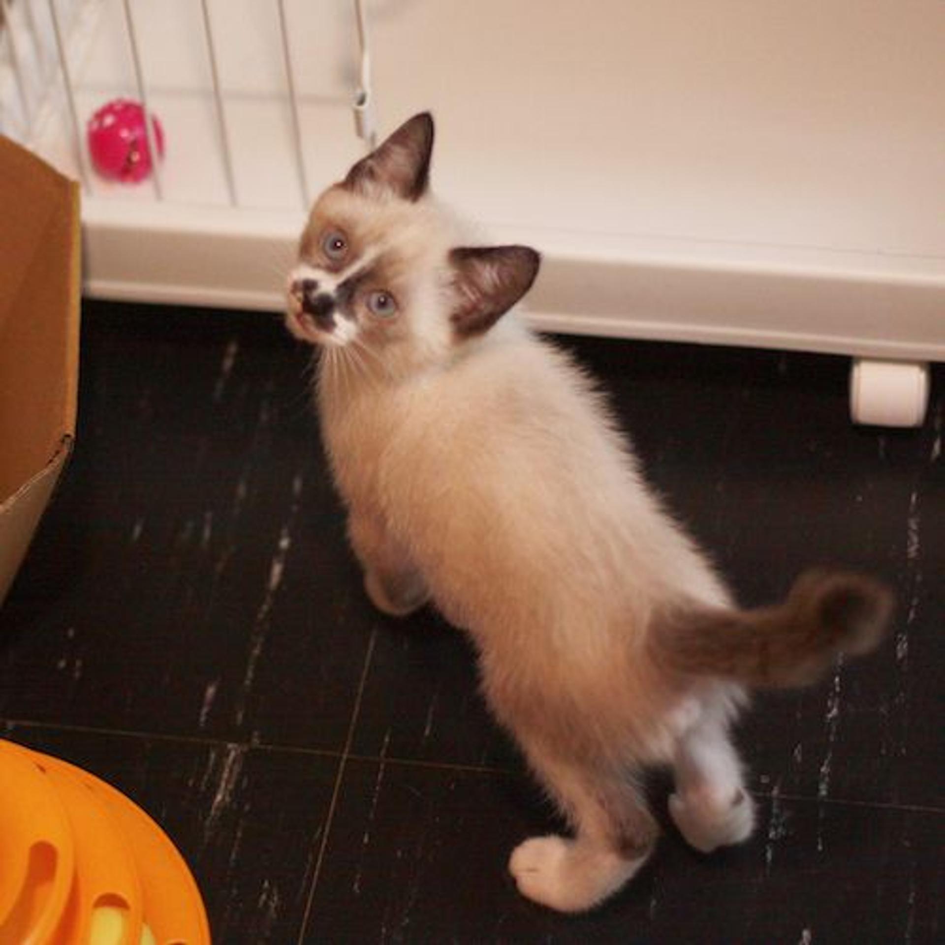 pet-image-3