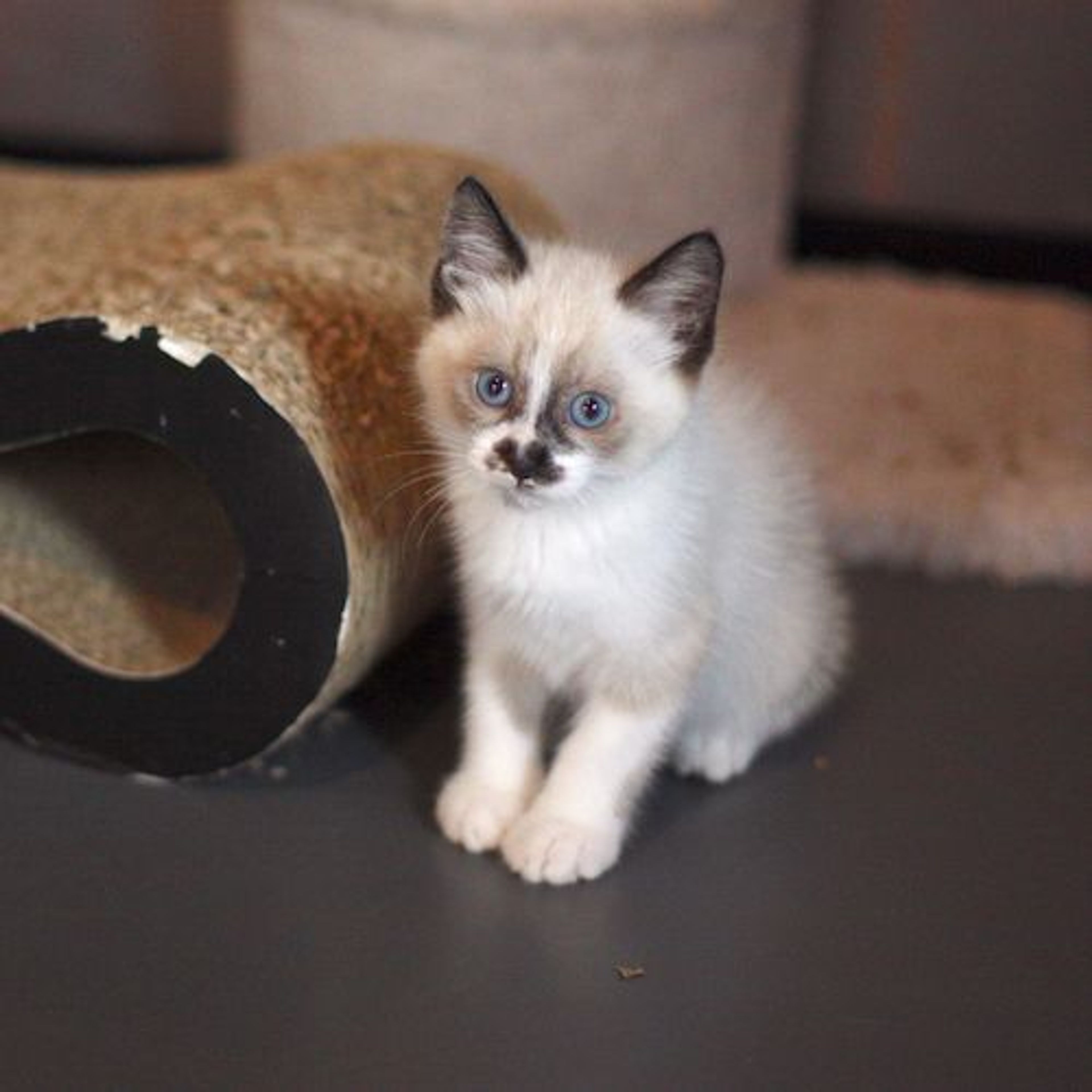 pet-image-4