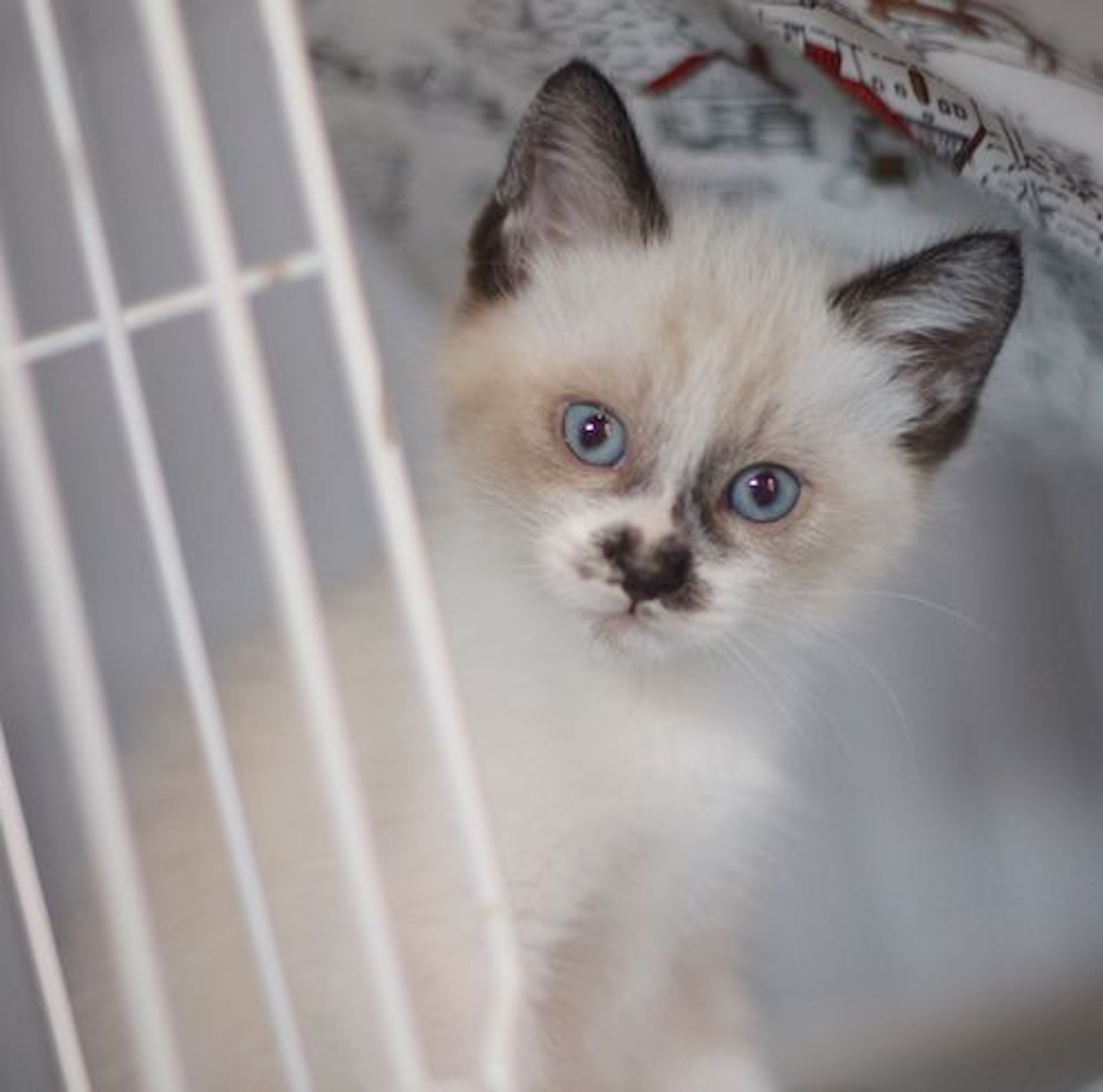 pet-image-5