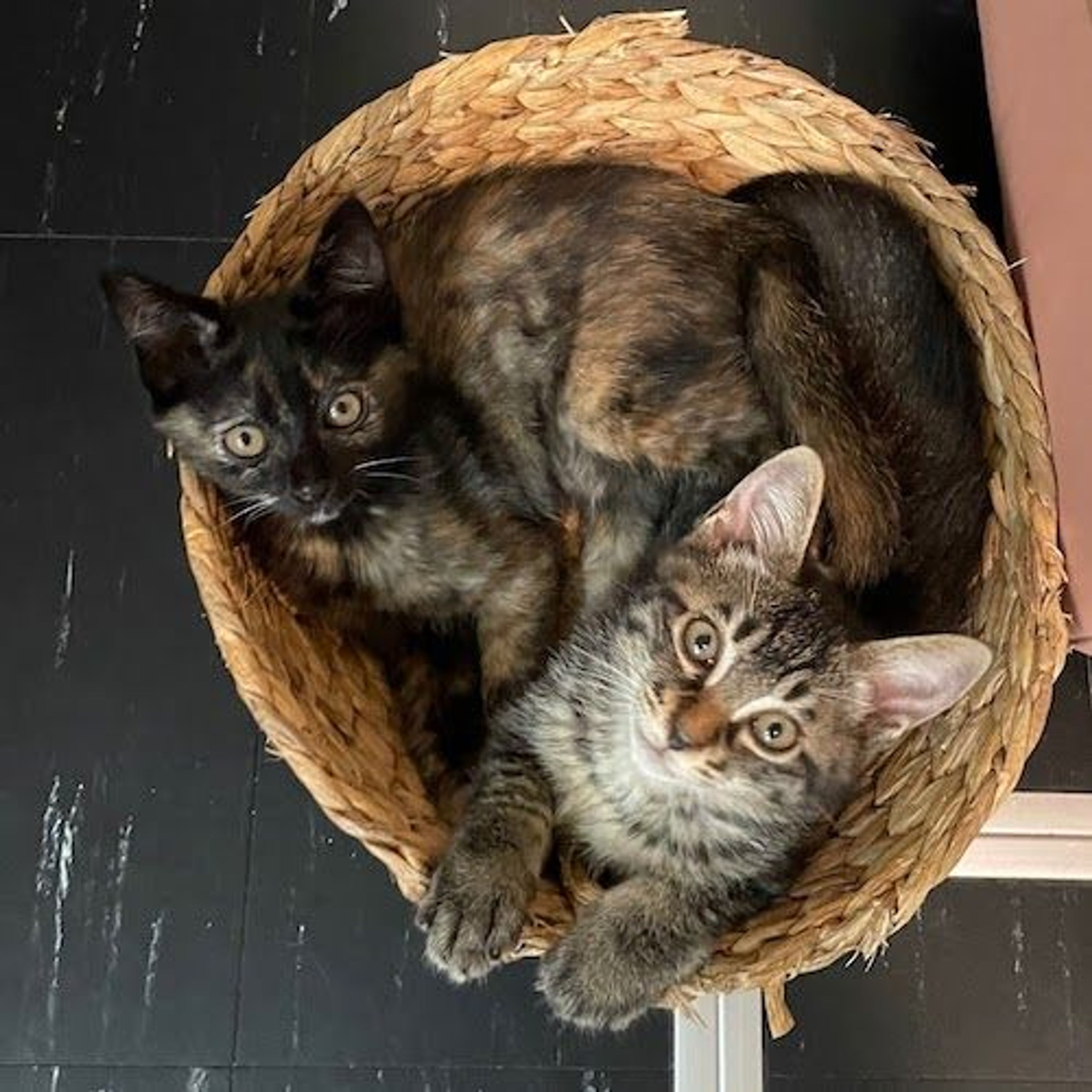 pet-image-3