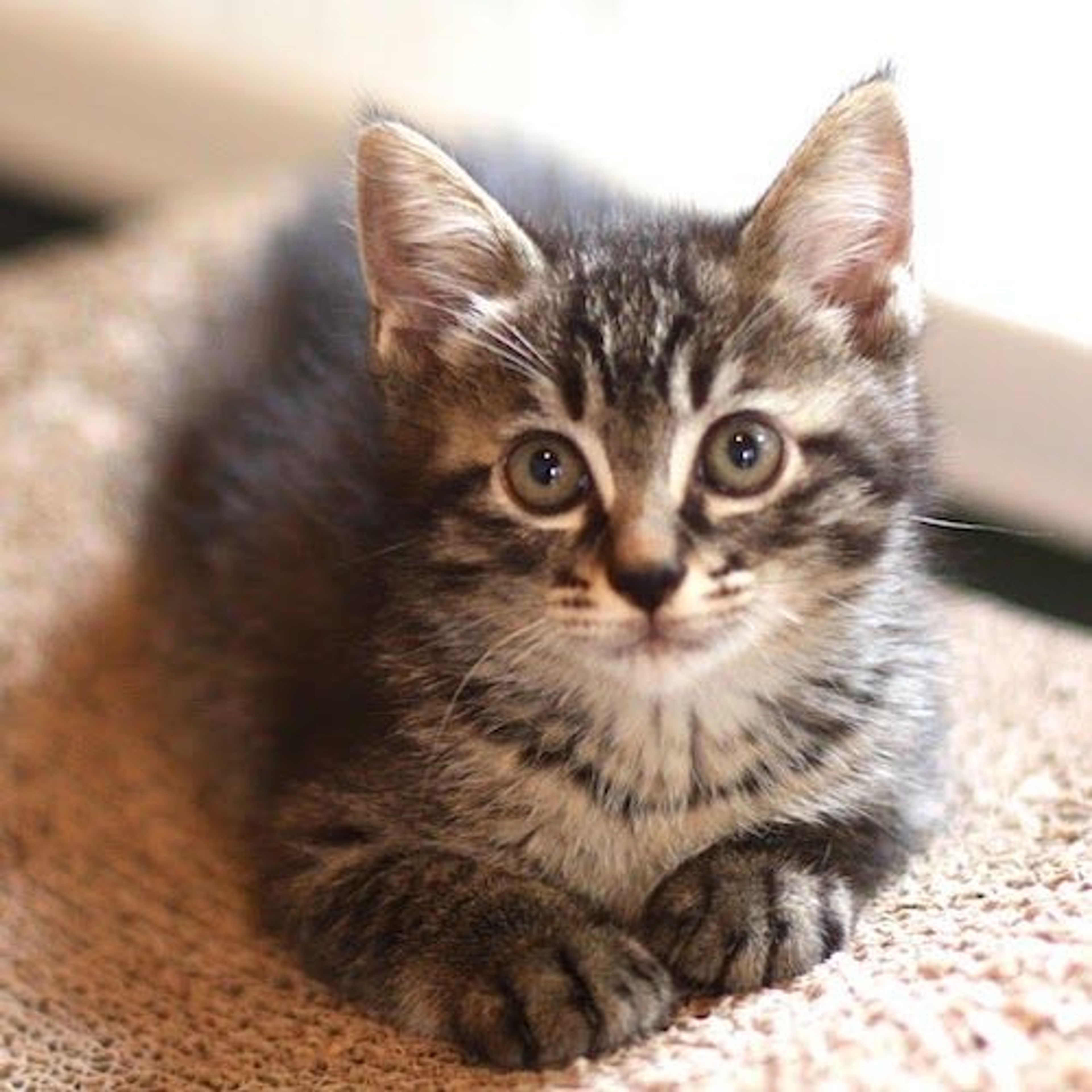 pet-image-4