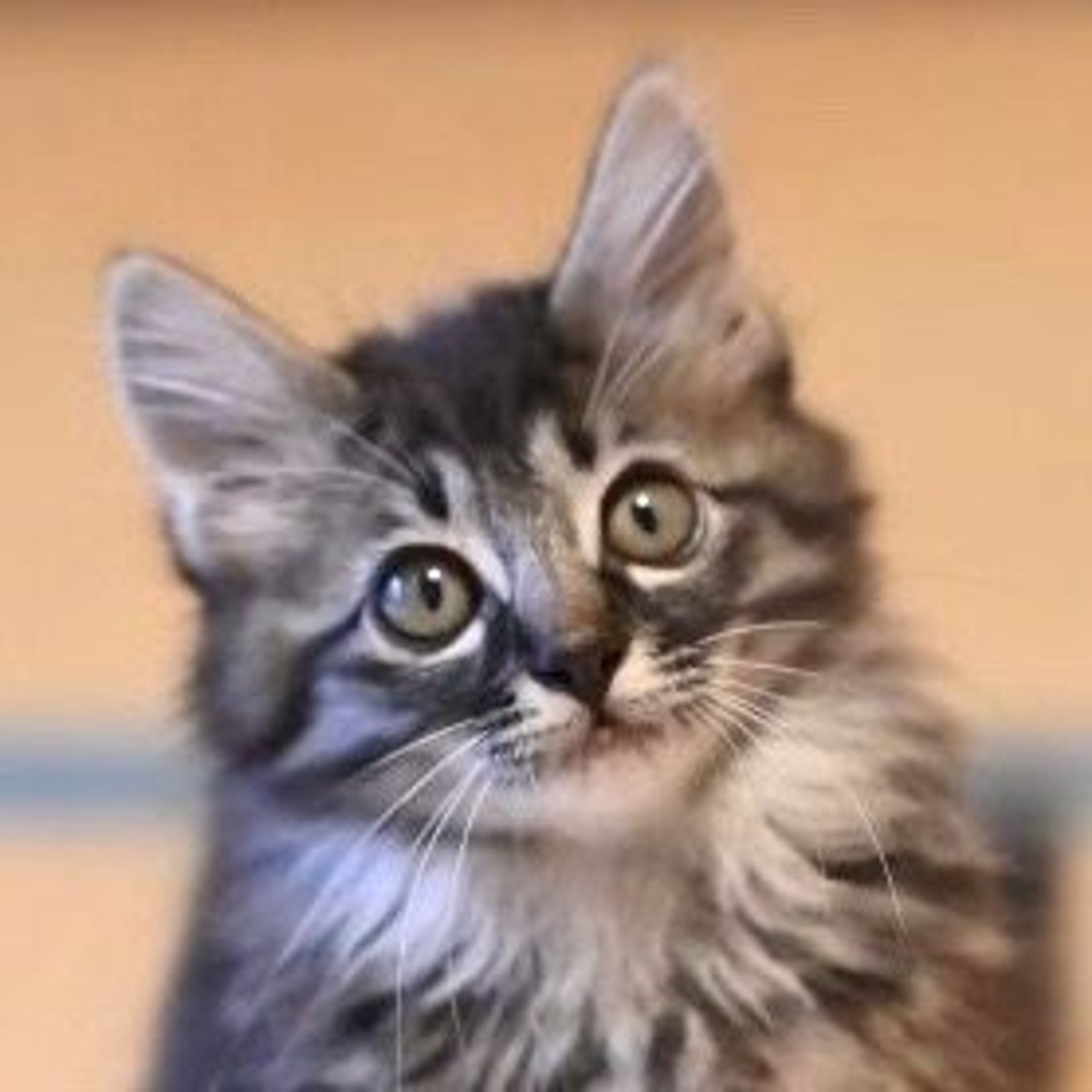 雑種（ミックス猫）・オスの里親募集の写真