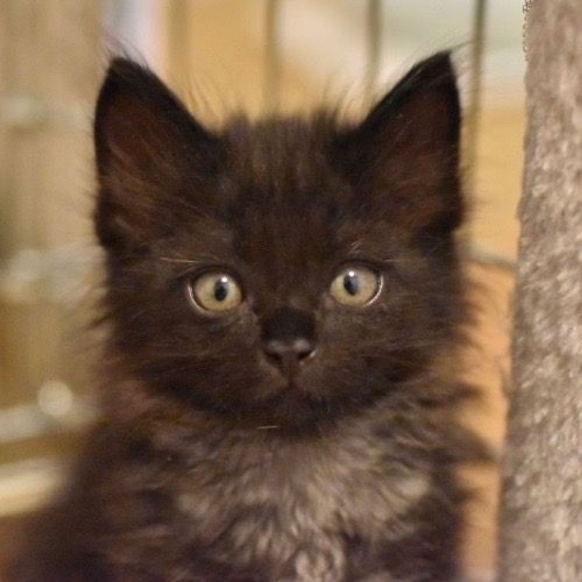 雑種（ミックス猫）・オスの里親募集の写真