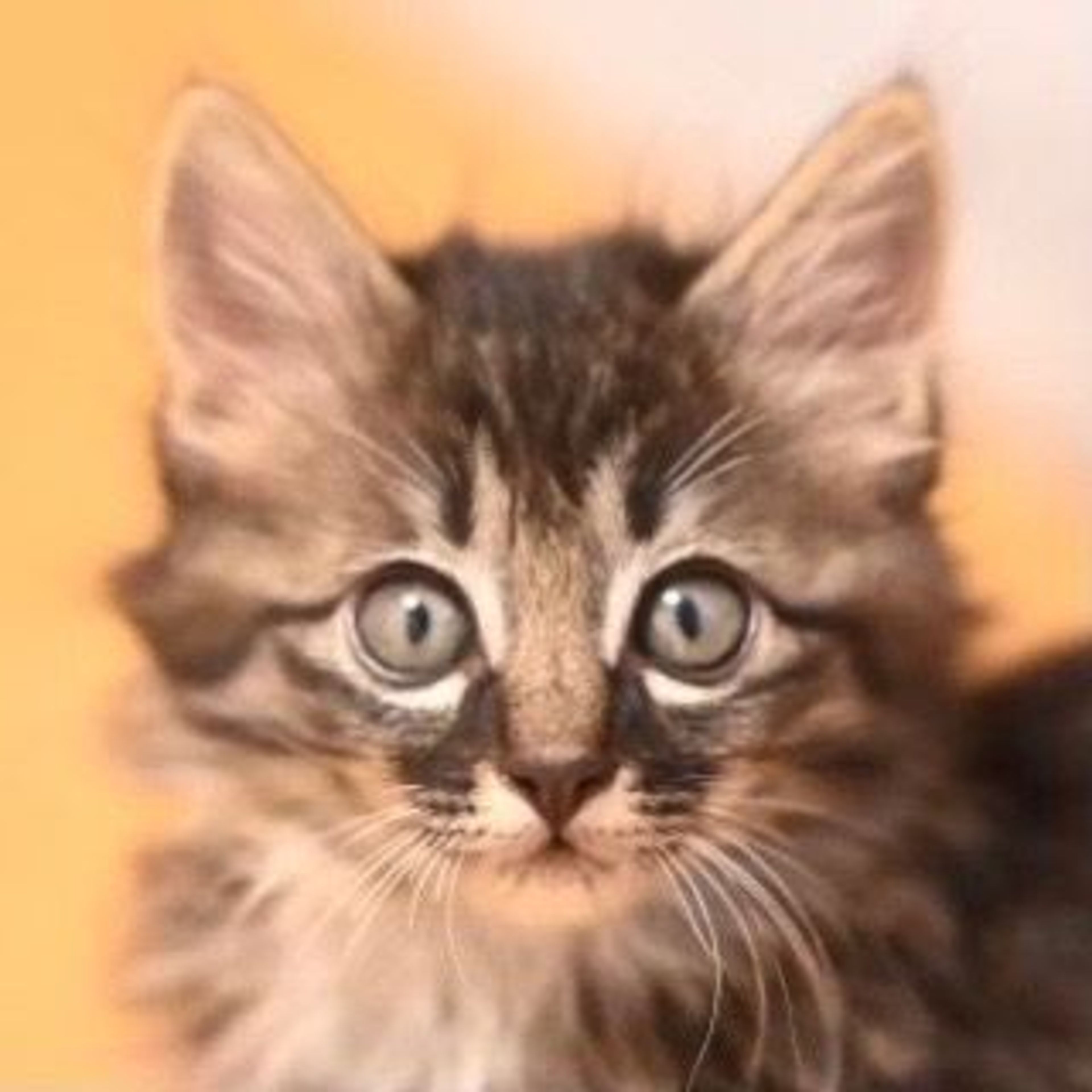 雑種（ミックス猫）・メスの里親募集の写真