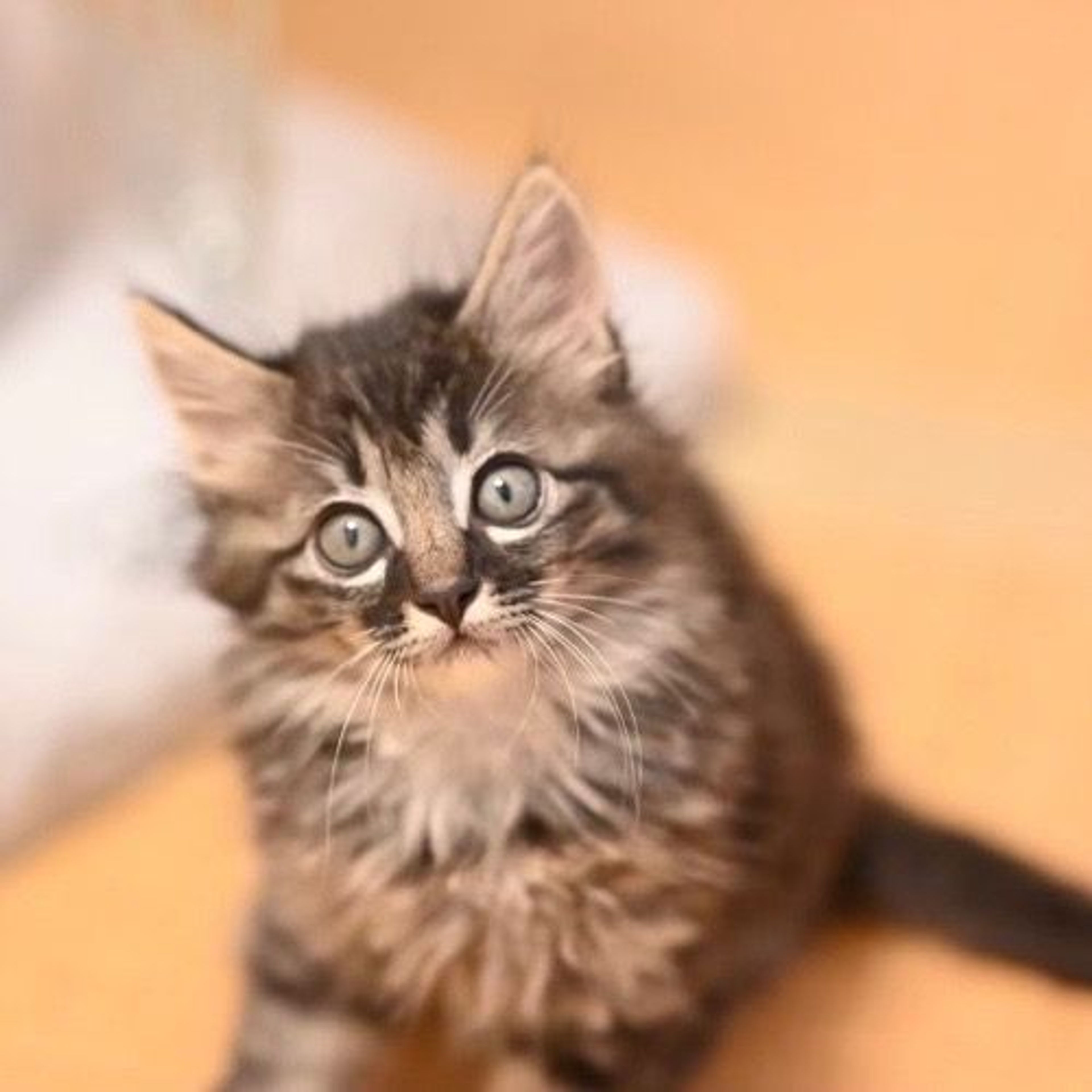 pet-image-5
