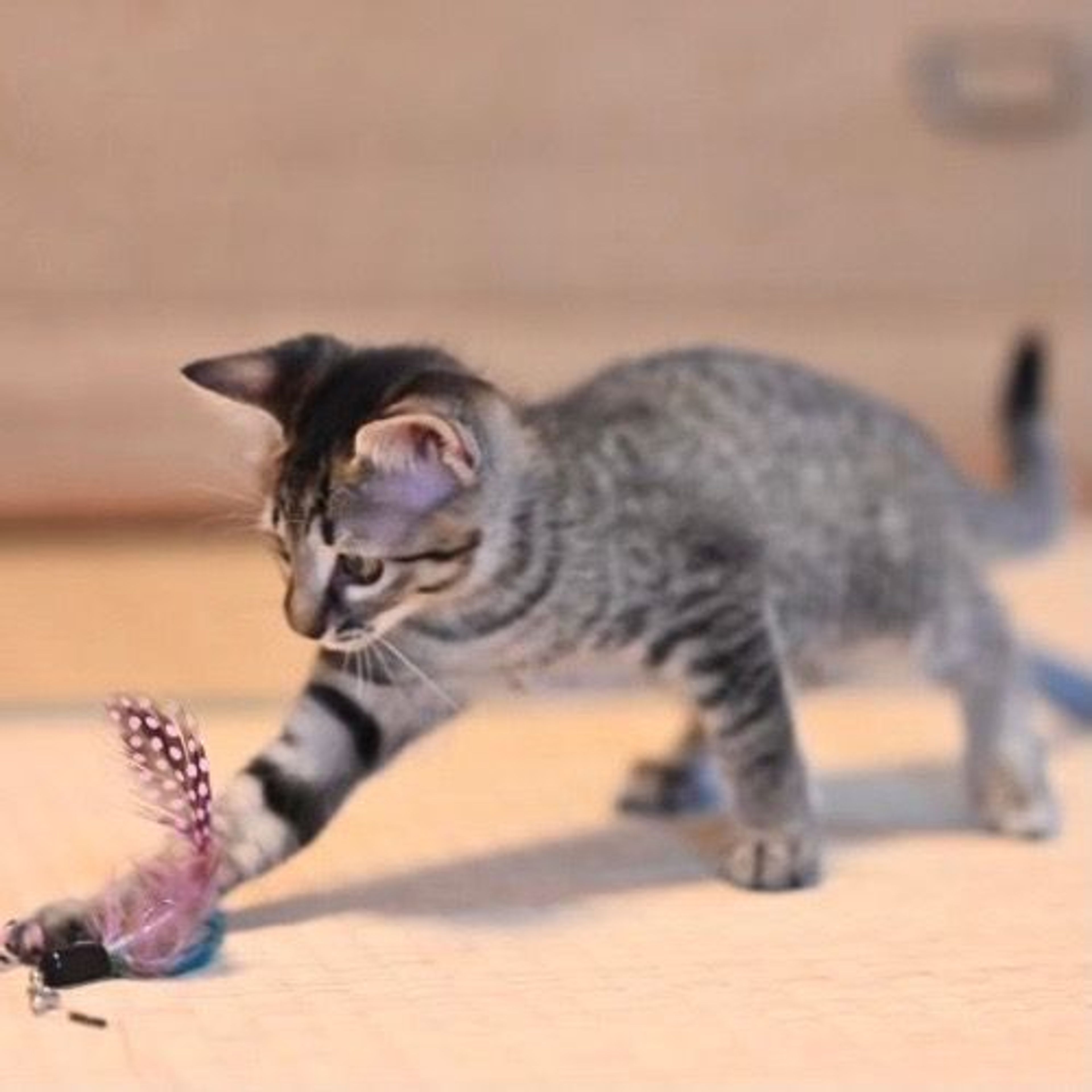 pet-image-4