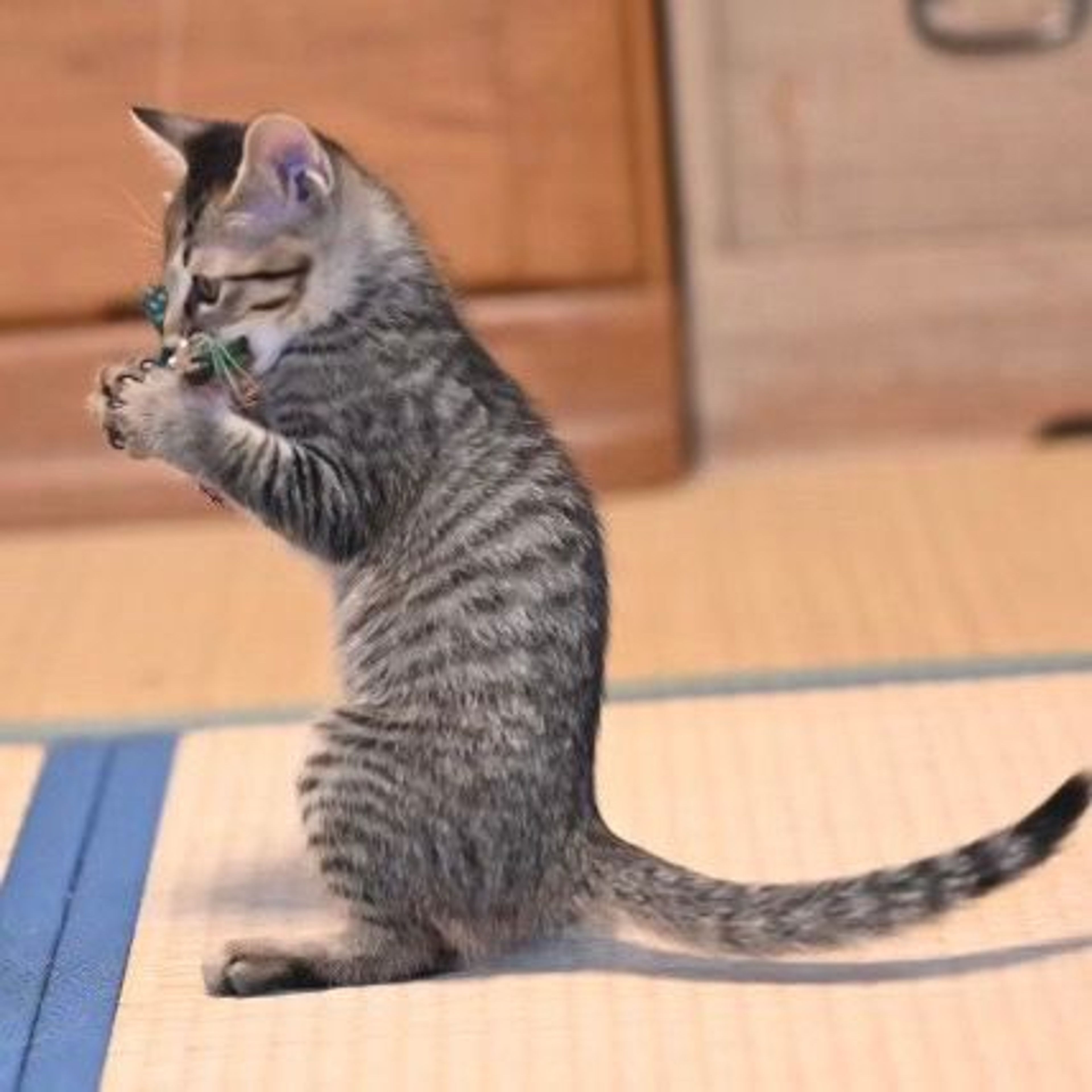pet-image-5