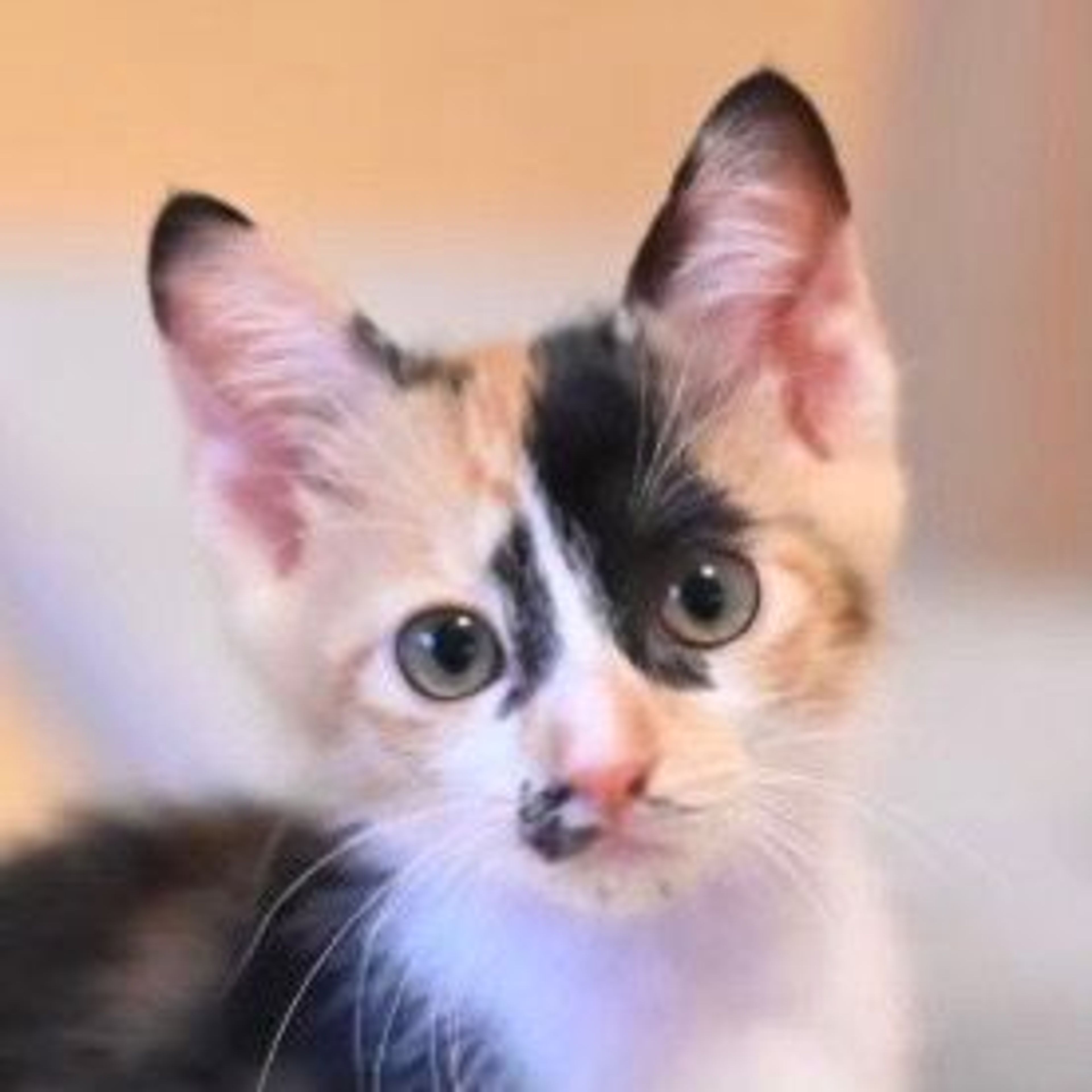 雑種（ミックス猫）・メスの里親募集の写真