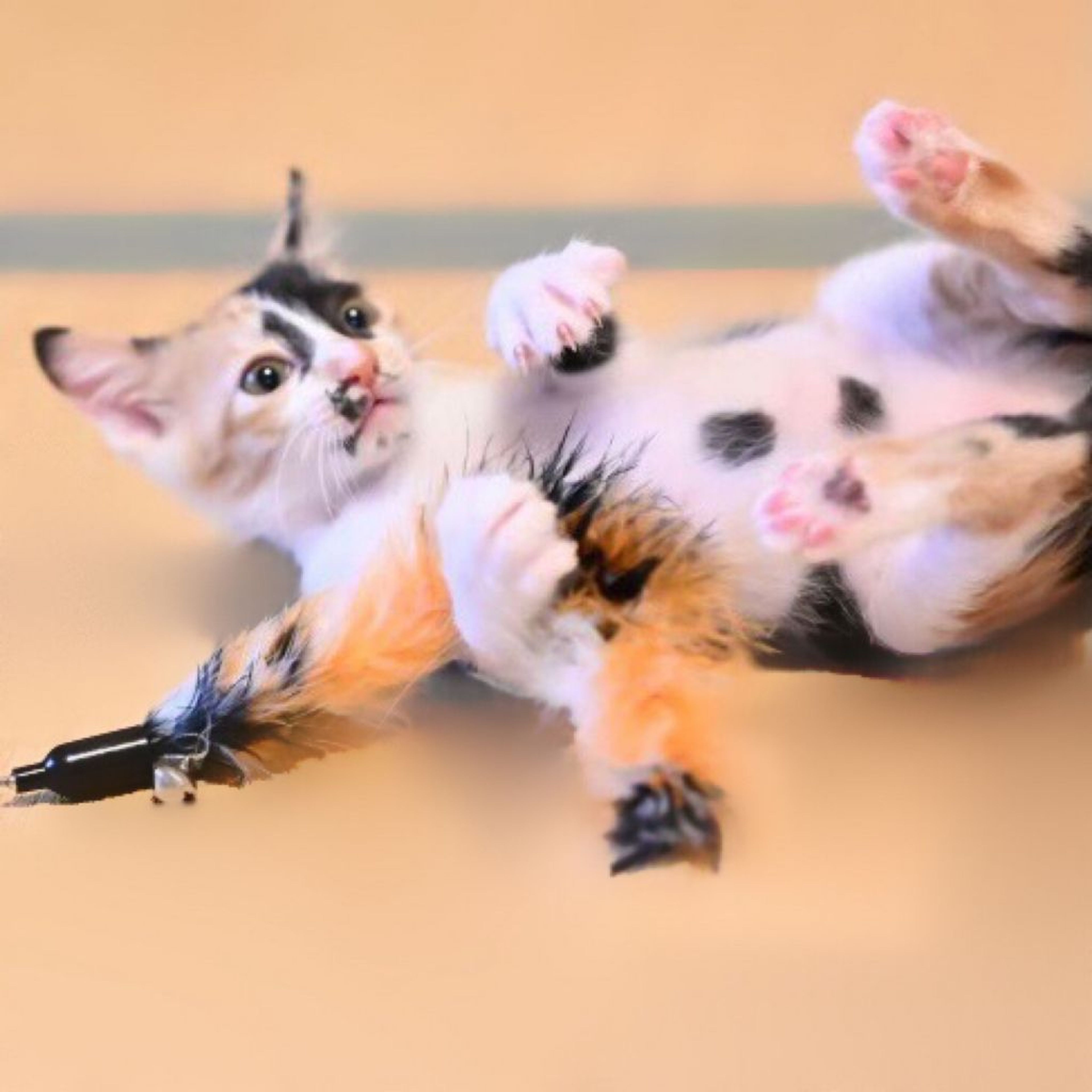 pet-image-4