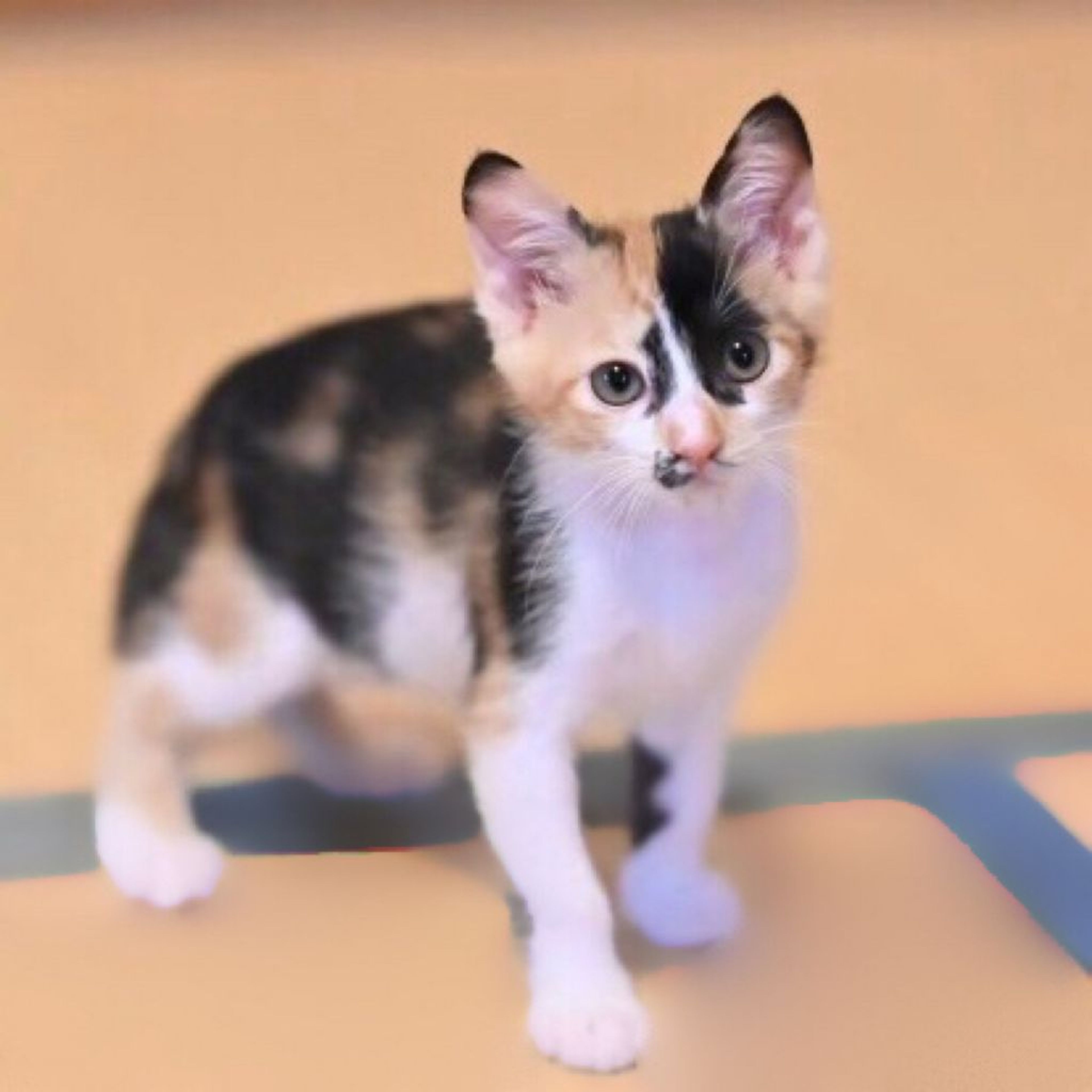 pet-image-5