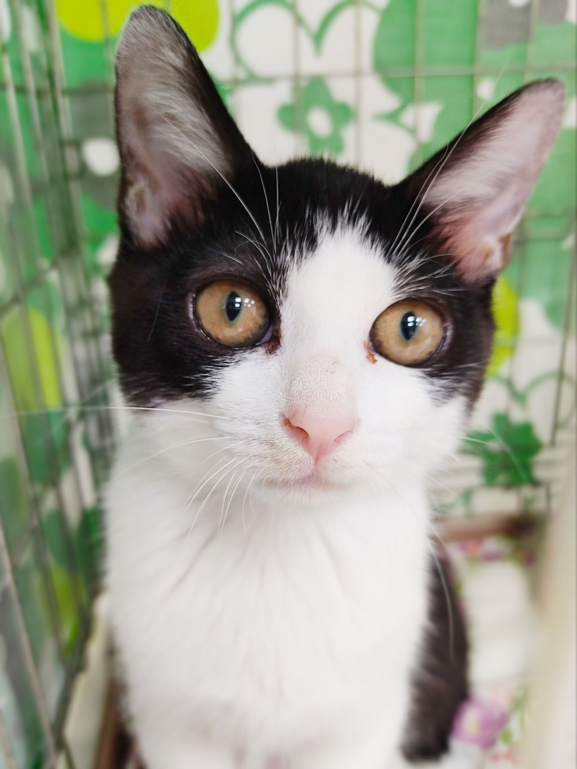 雑種（ミックス猫）・メスの里親募集の写真