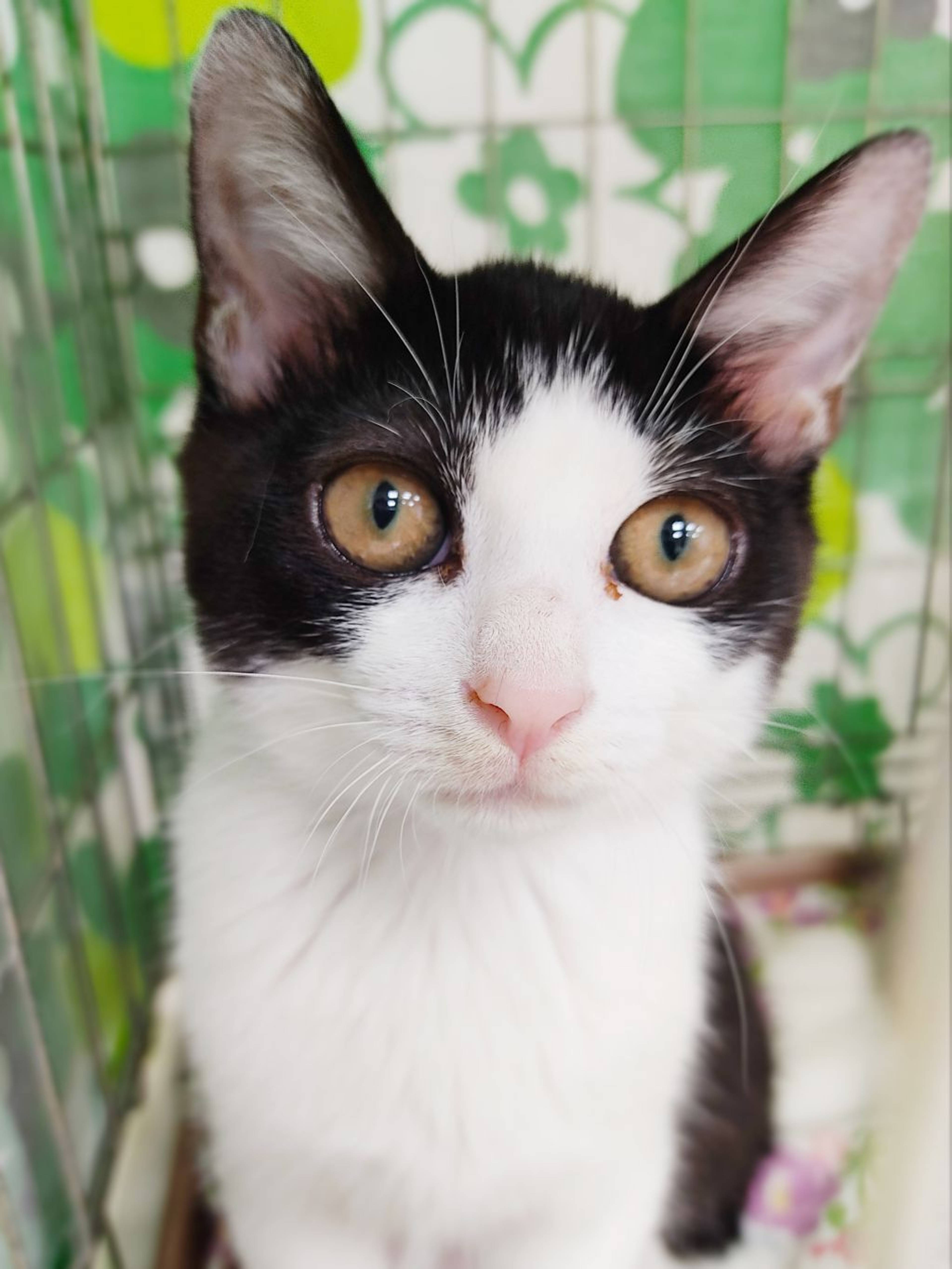 雑種（ミックス猫）・メスの里親募集の写真