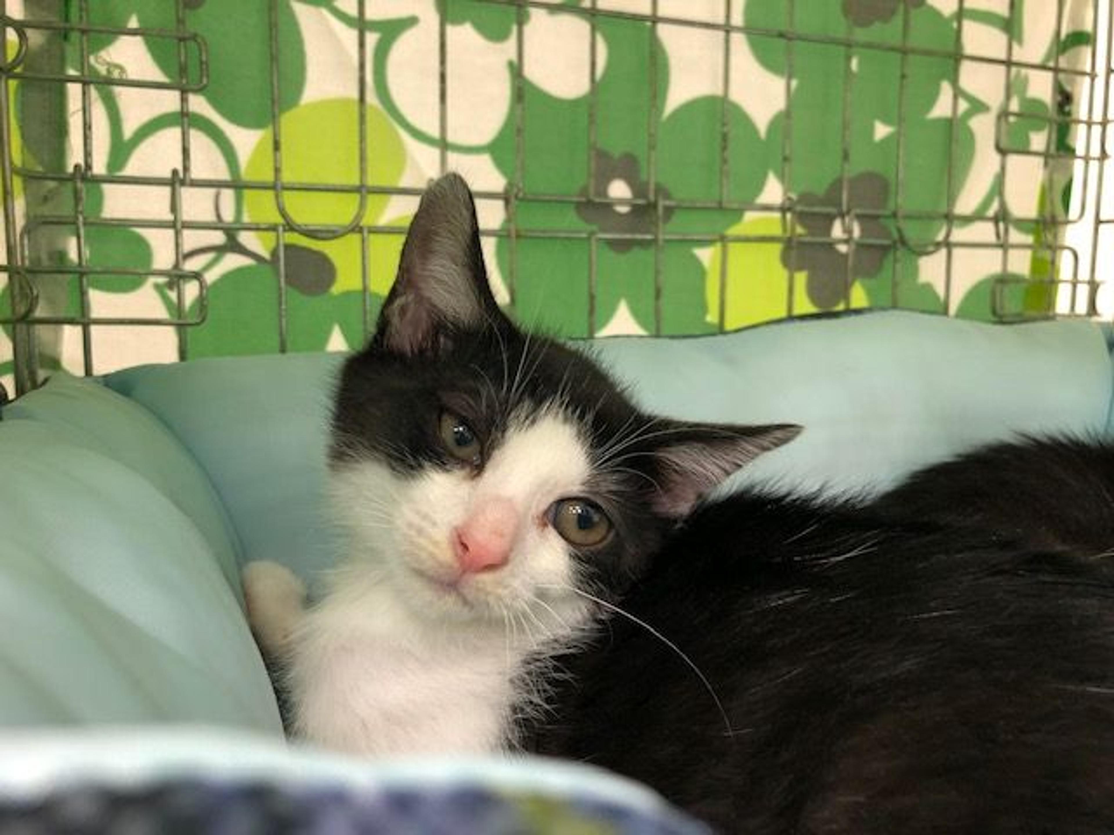 pet-image-2
