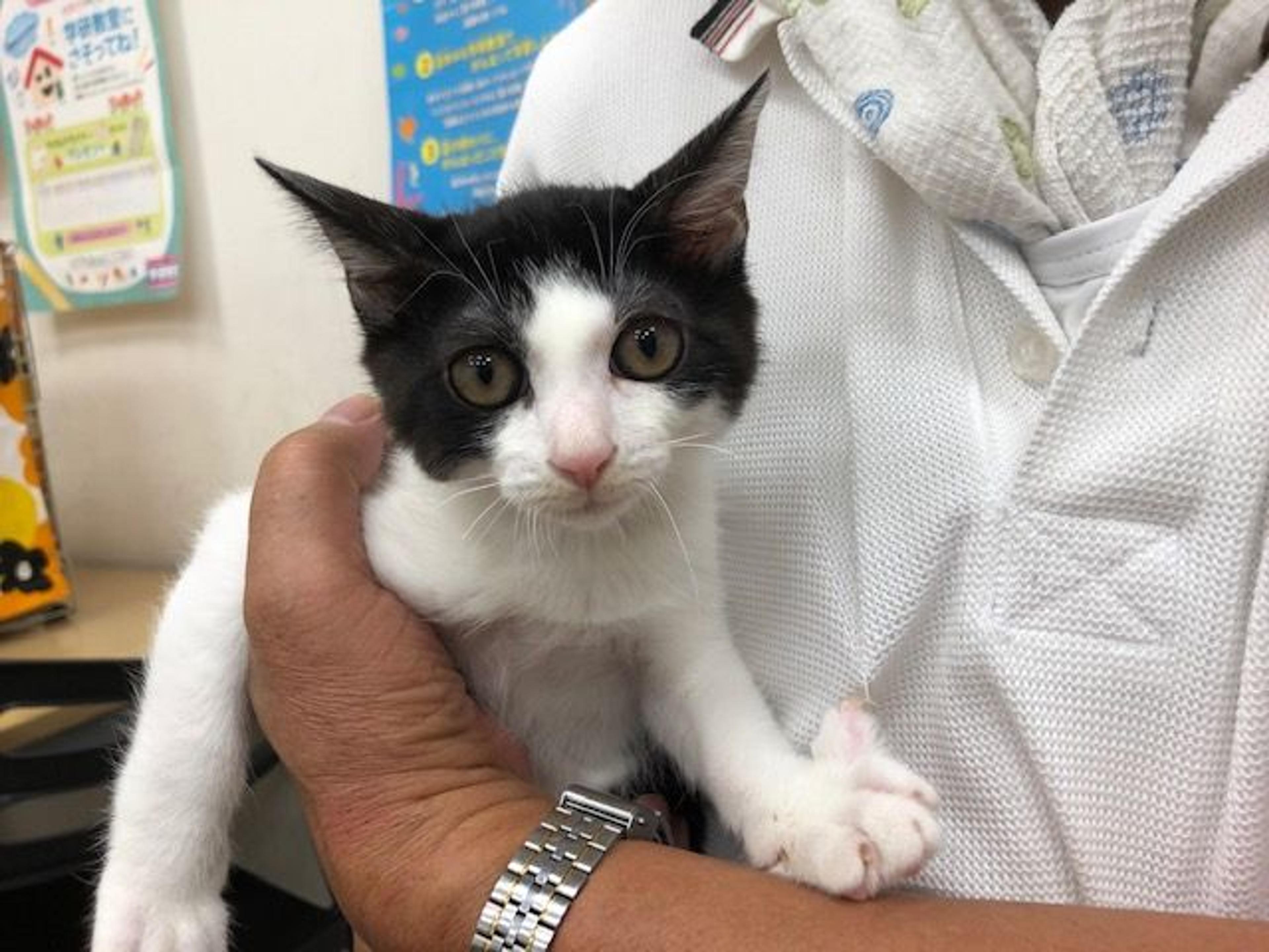 pet-image-3