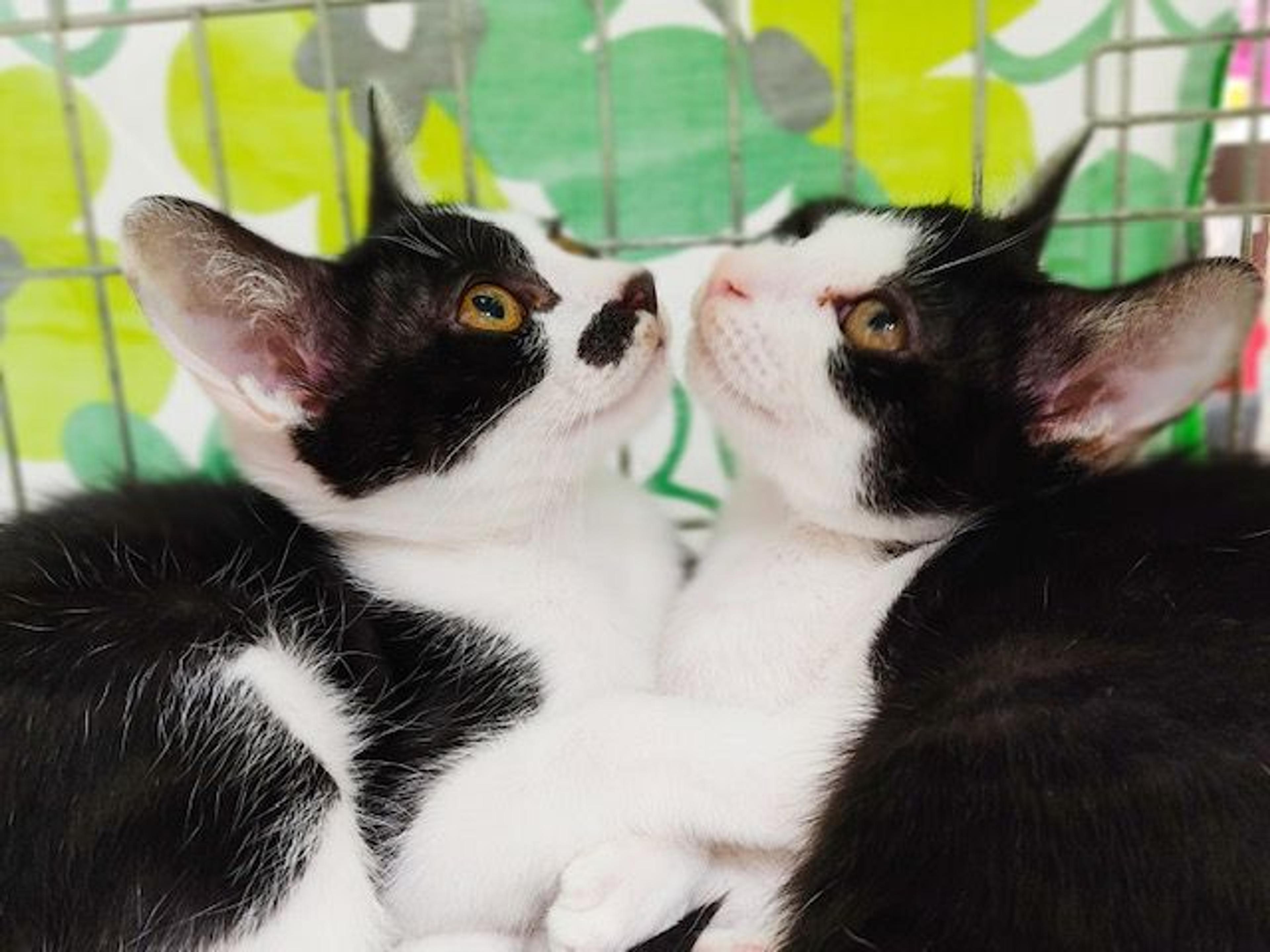 pet-image-5