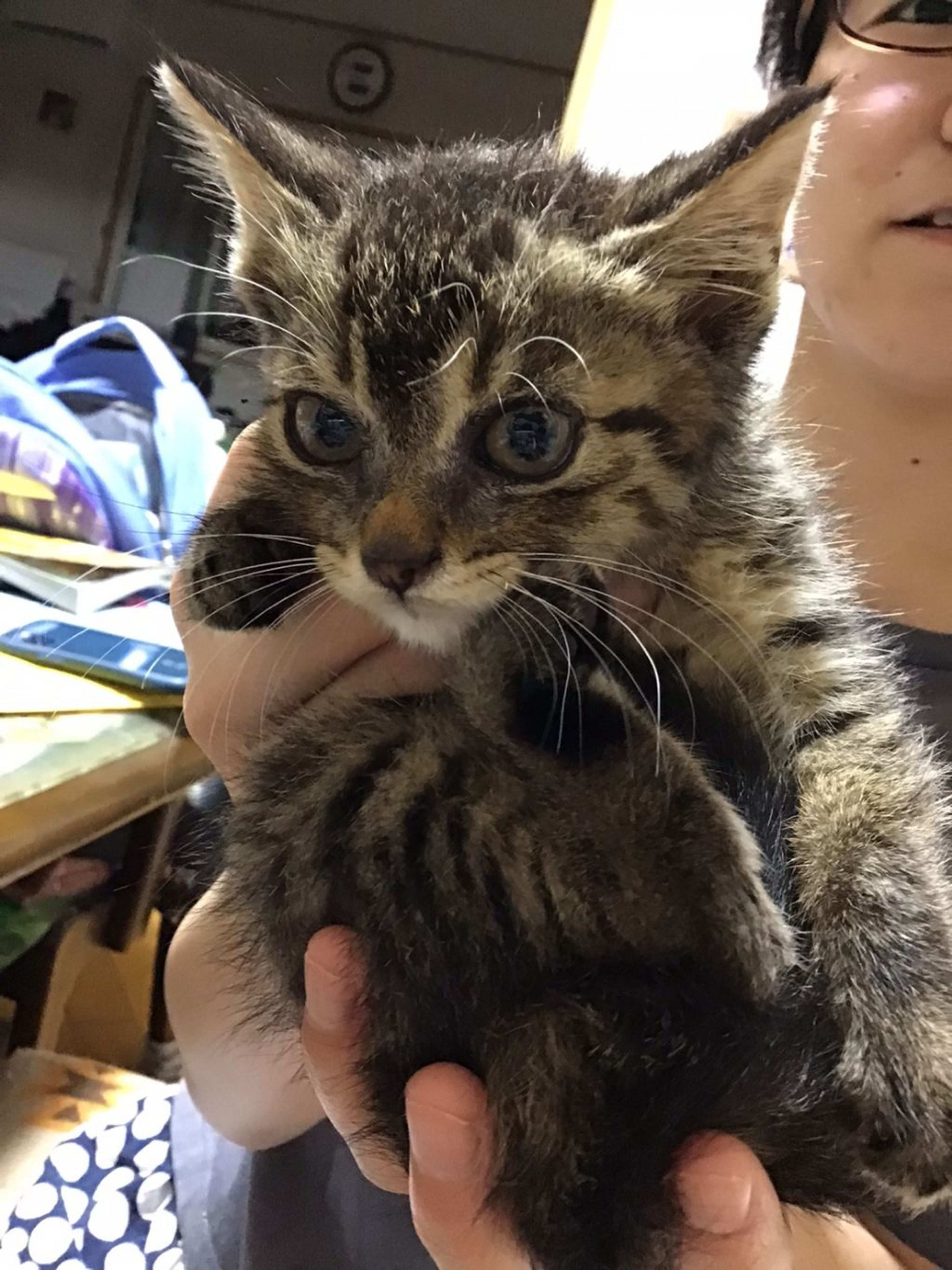 雑種（ミックス猫）・メスの里親募集の写真