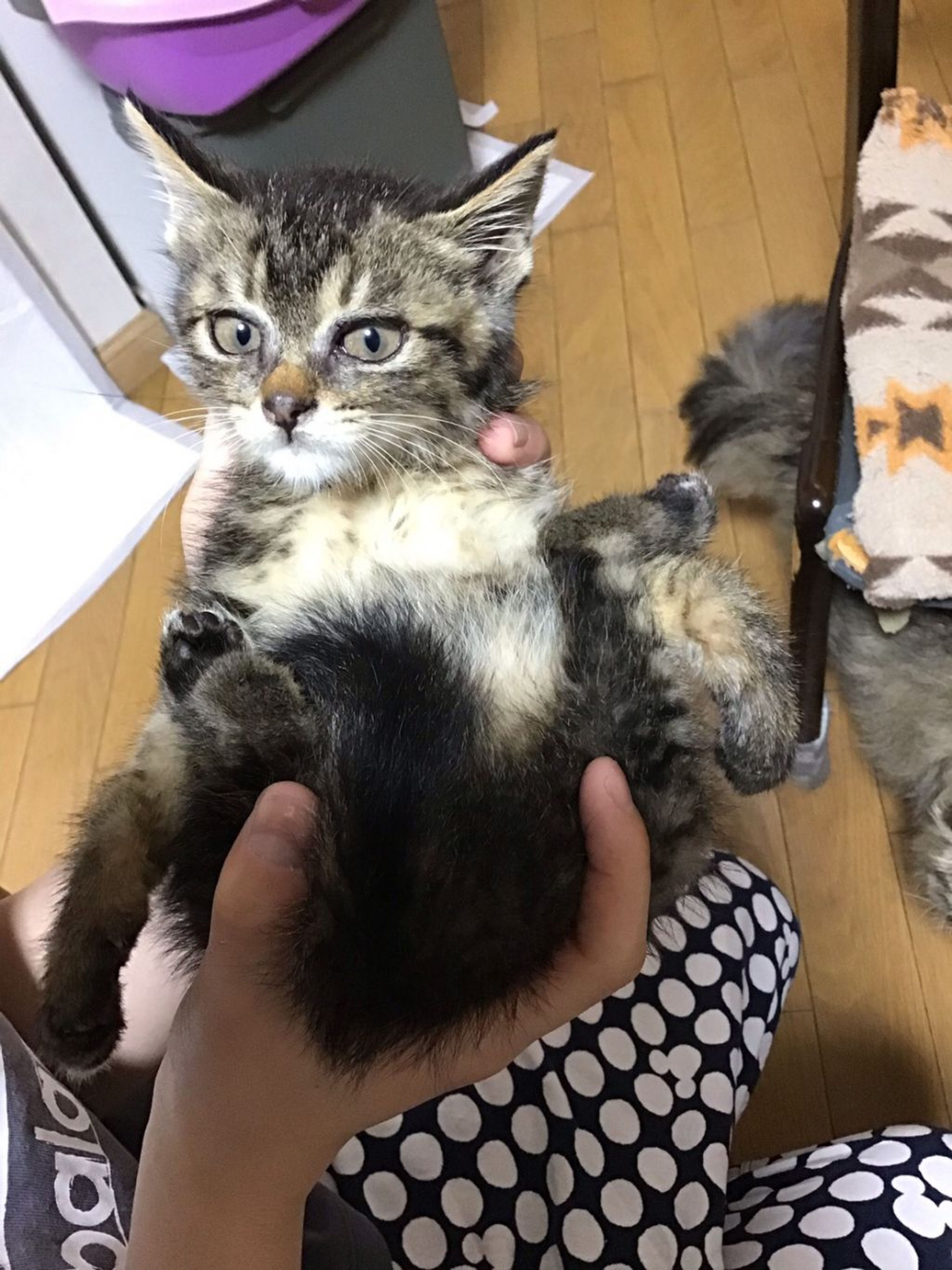 pet-image-3