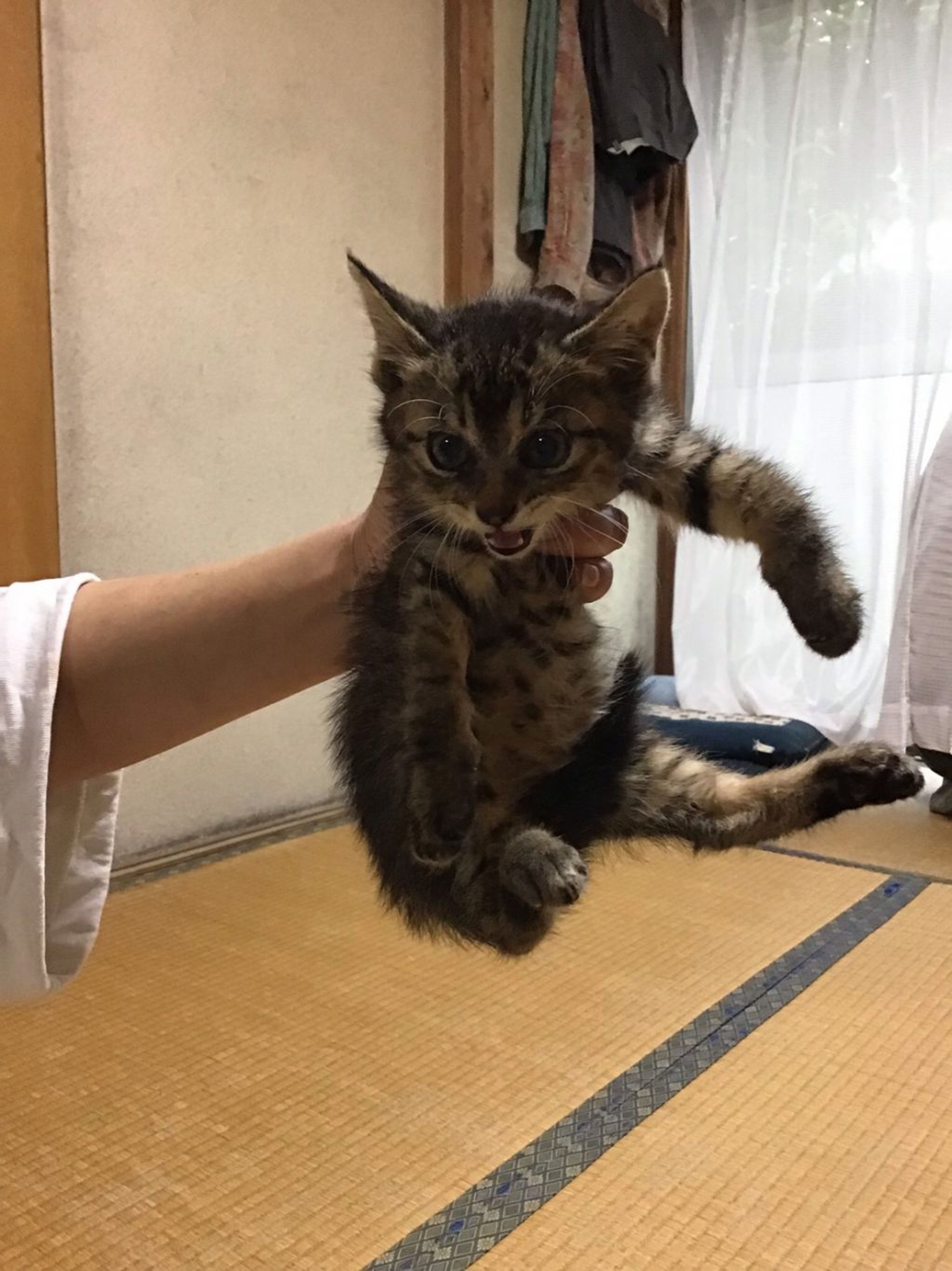 pet-image-4