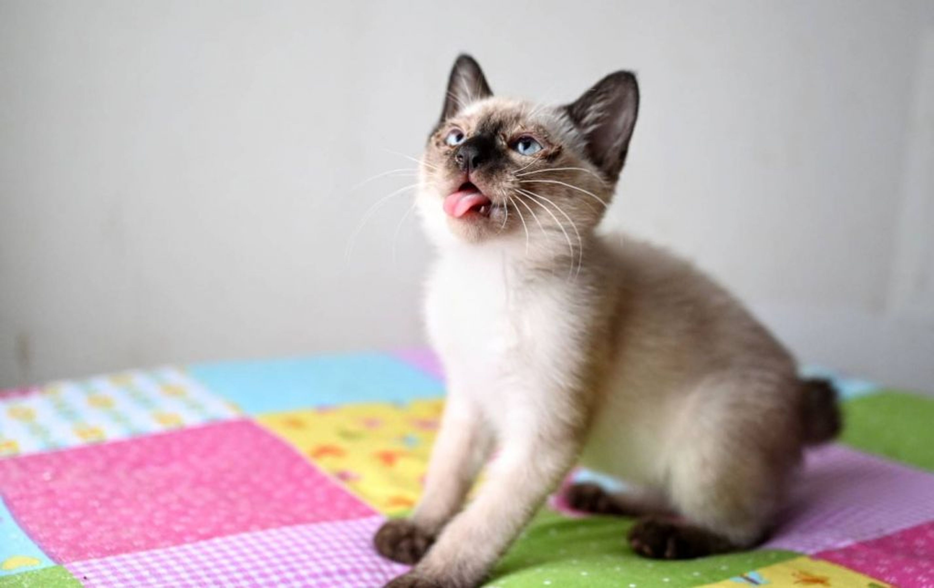 pet-image-4