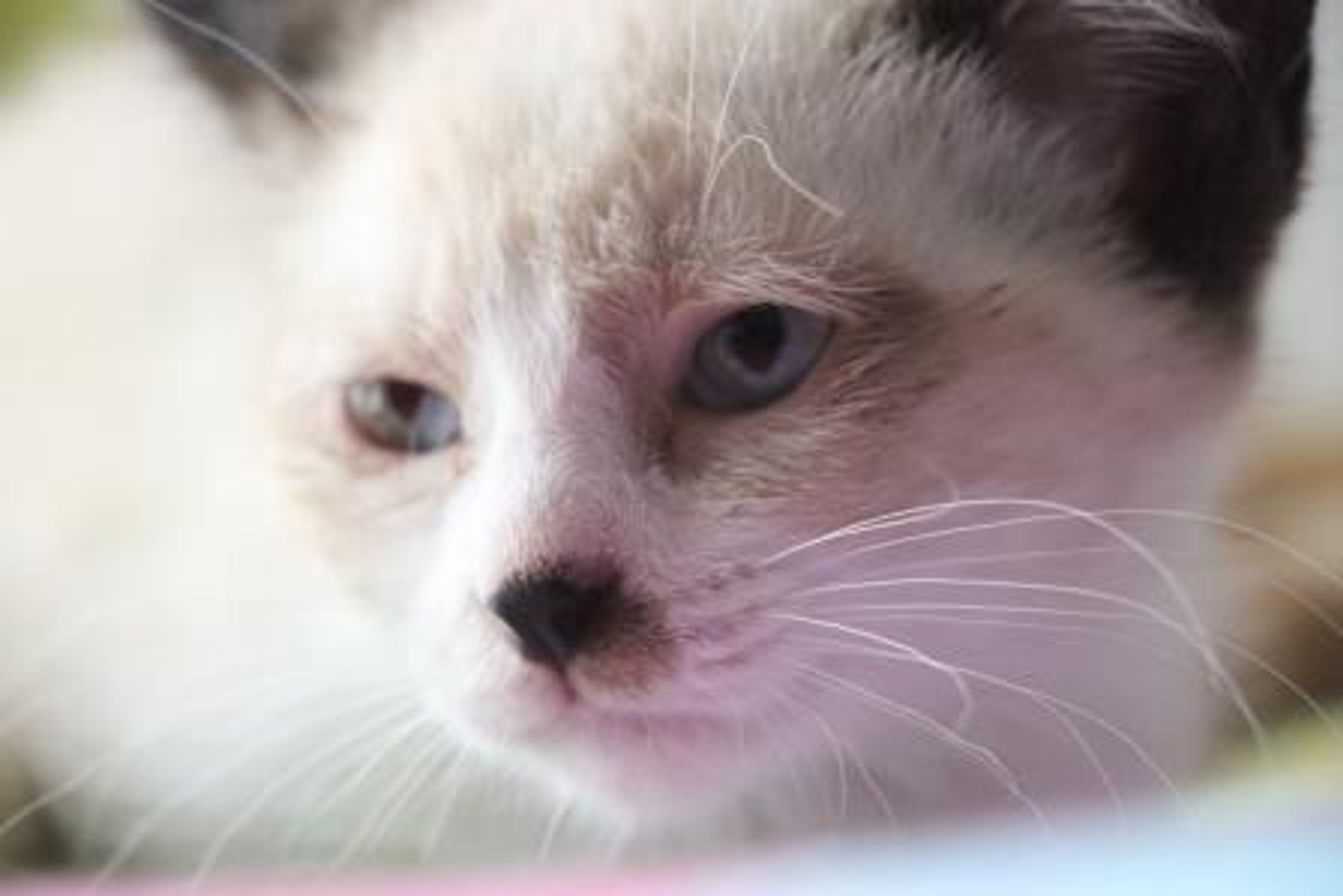 pet-image-4