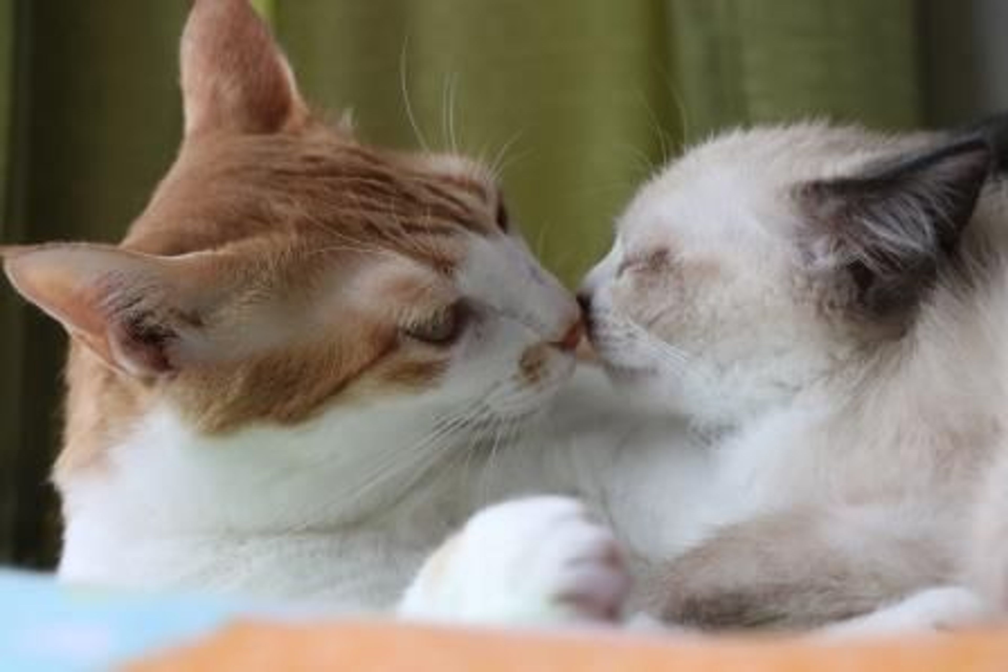 pet-image-5