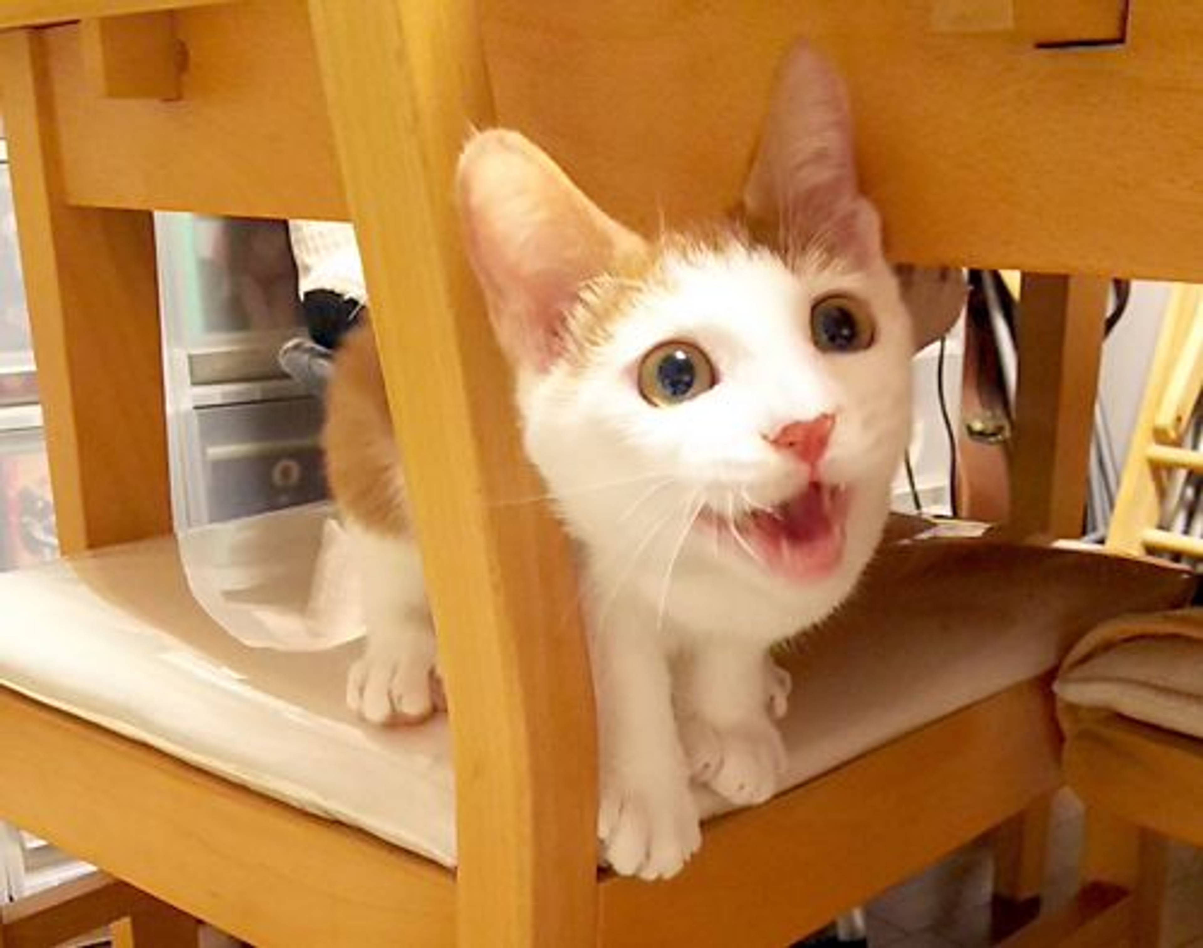 雑種（ミックス猫）・オスの里親募集の写真
