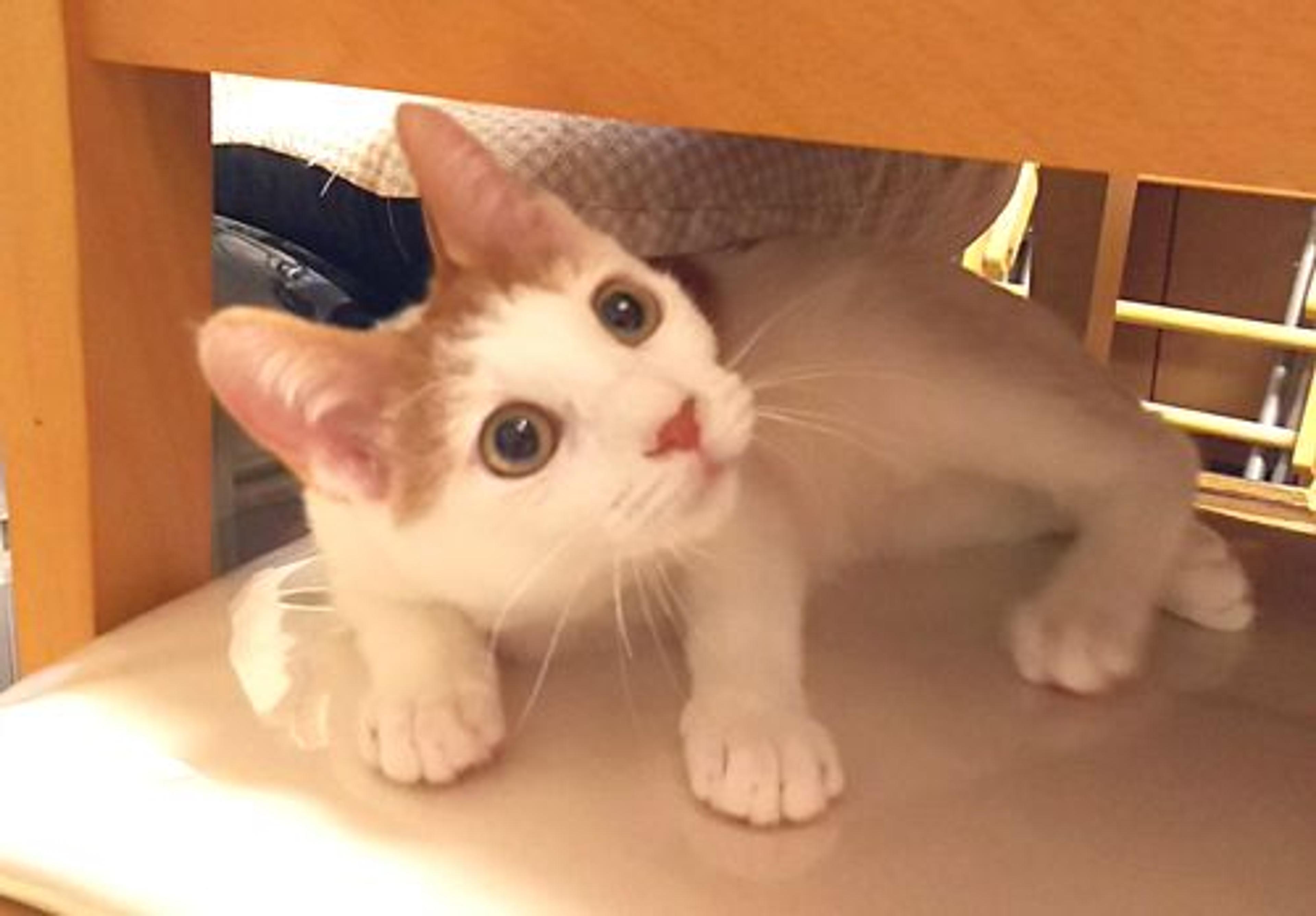 pet-image-2