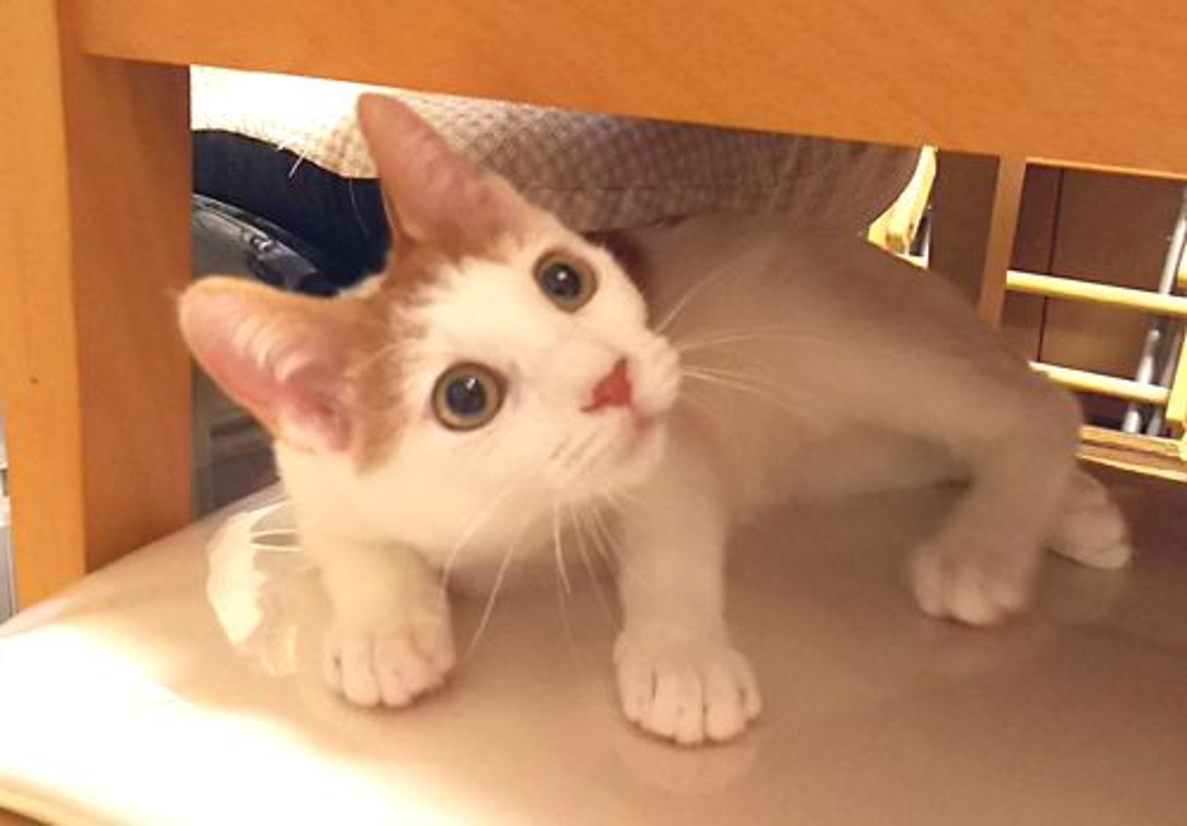 pet-image-2