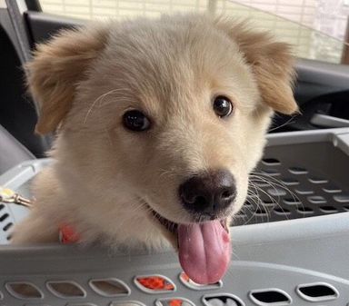 ミックス子犬の男の子マスオくんの写真