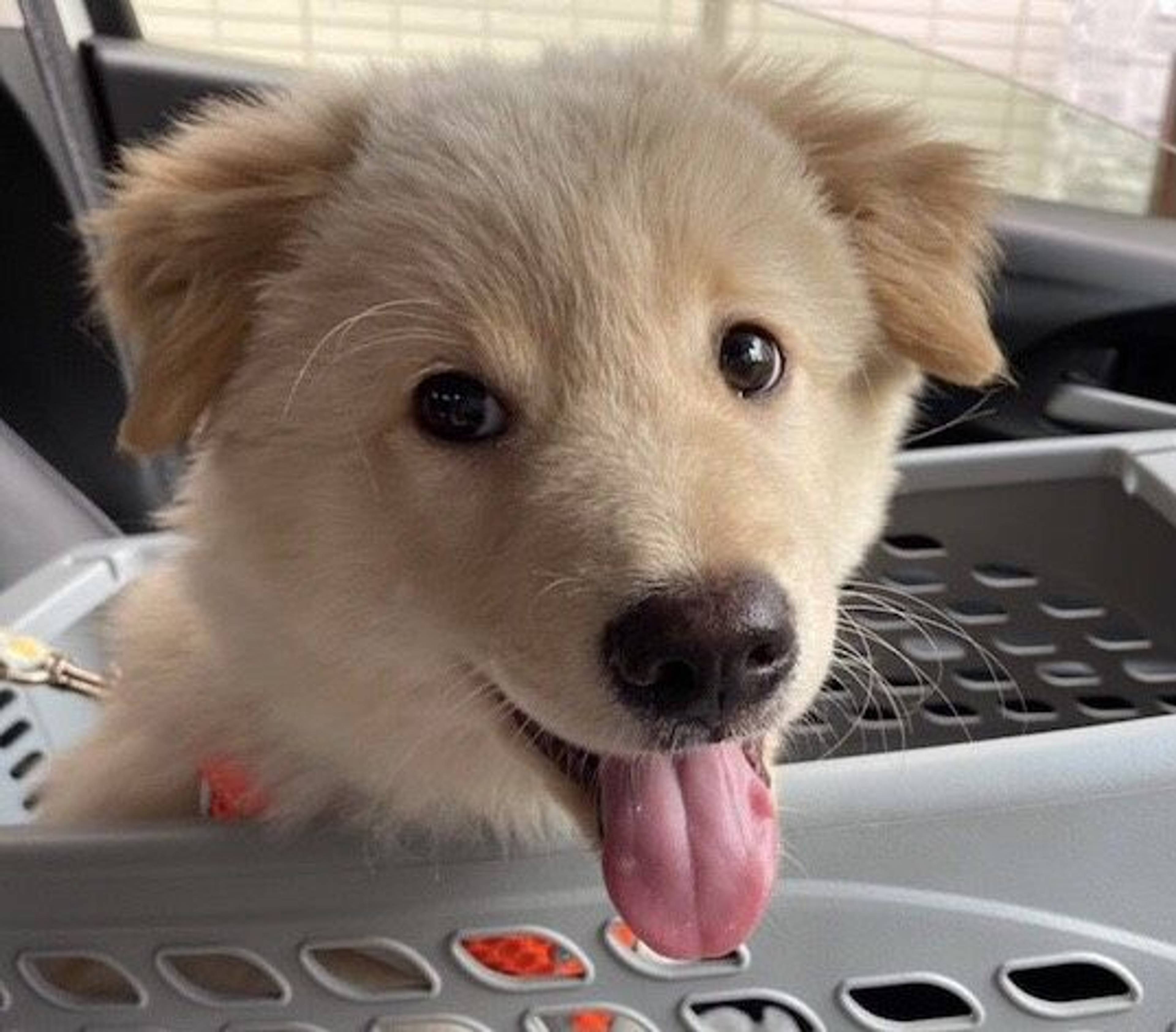 雑種（ミックス犬）・オスの里親募集の写真