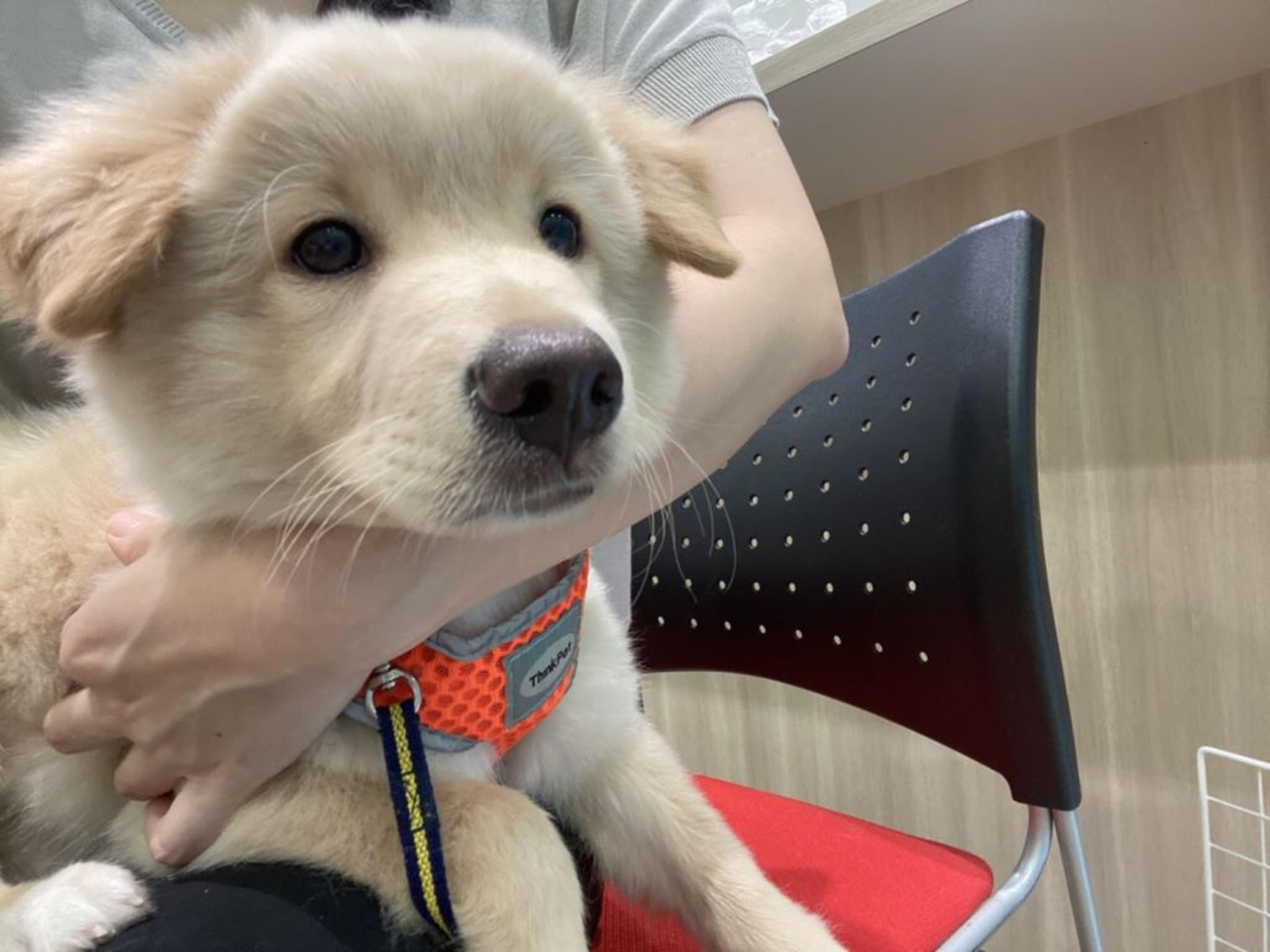 pet-image-3