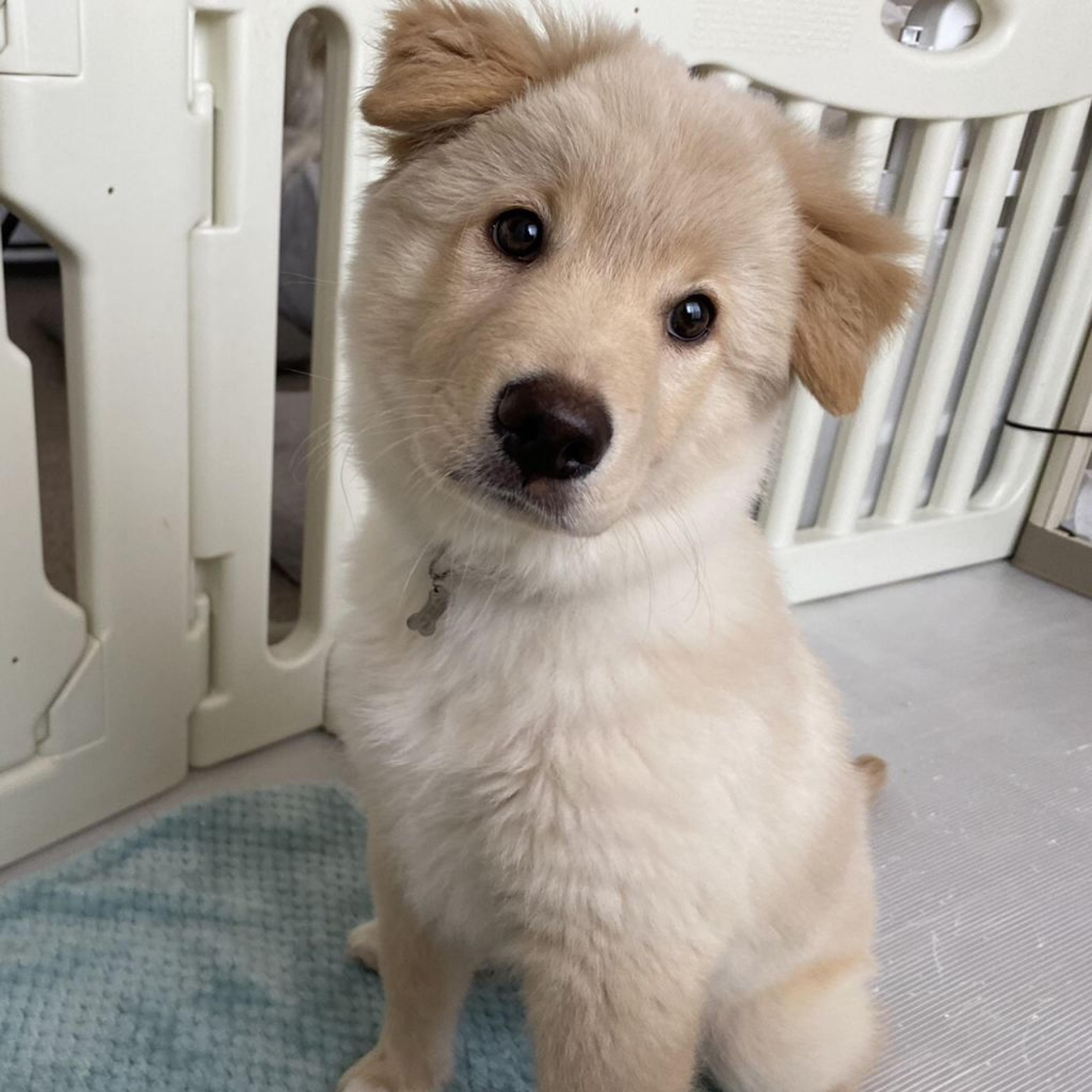 pet-image-7