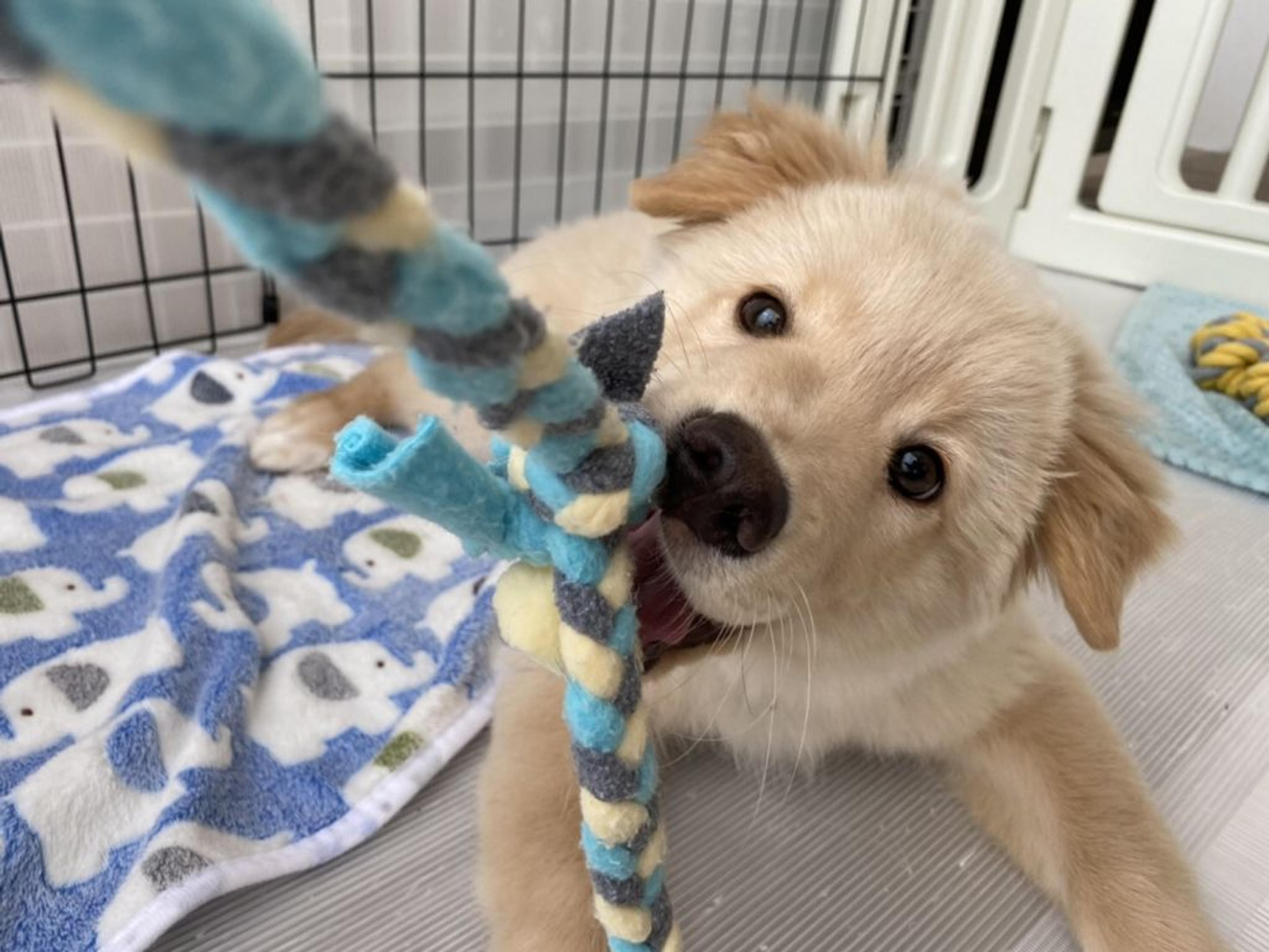 pet-image-8