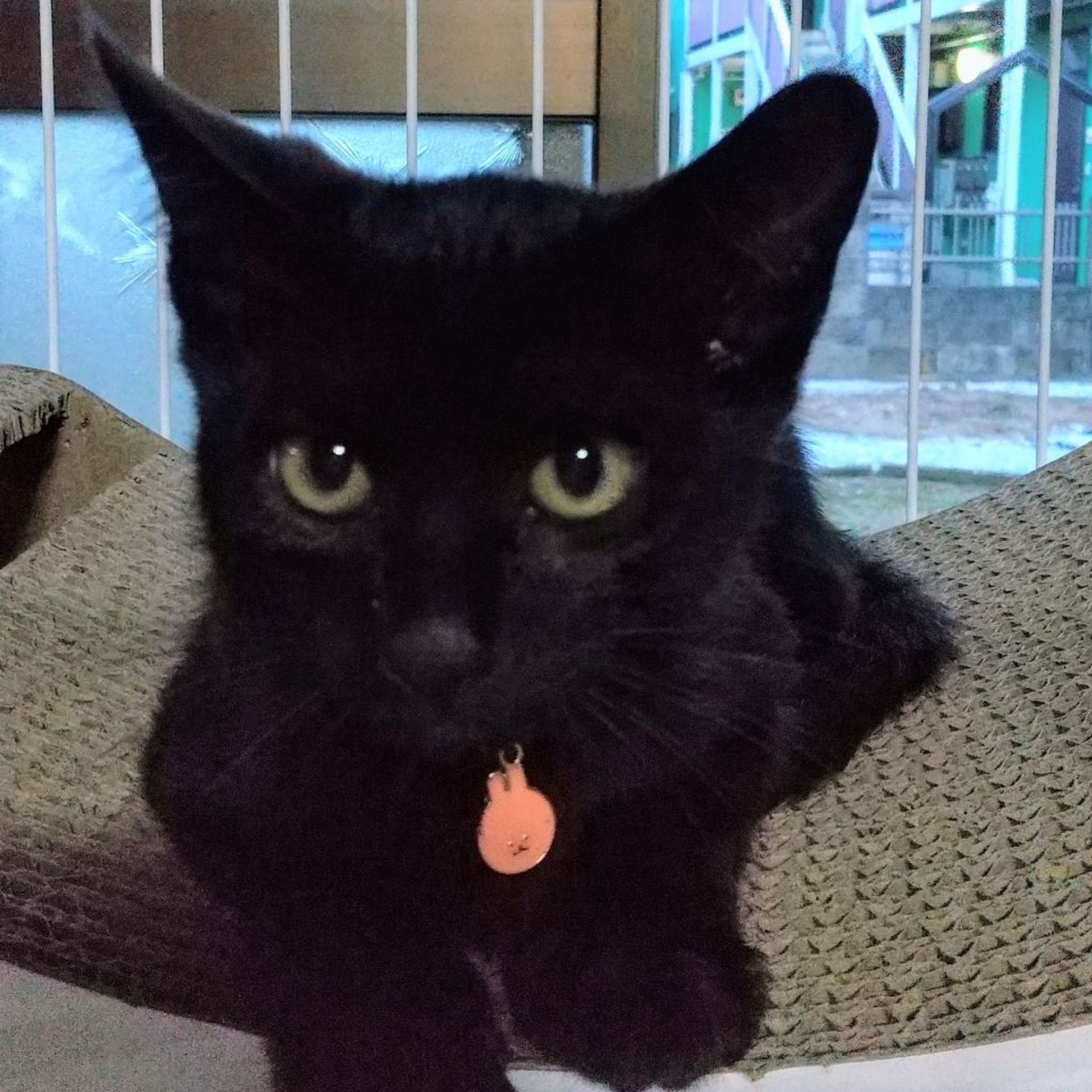 雑種（ミックス猫）・オスの里親募集の写真