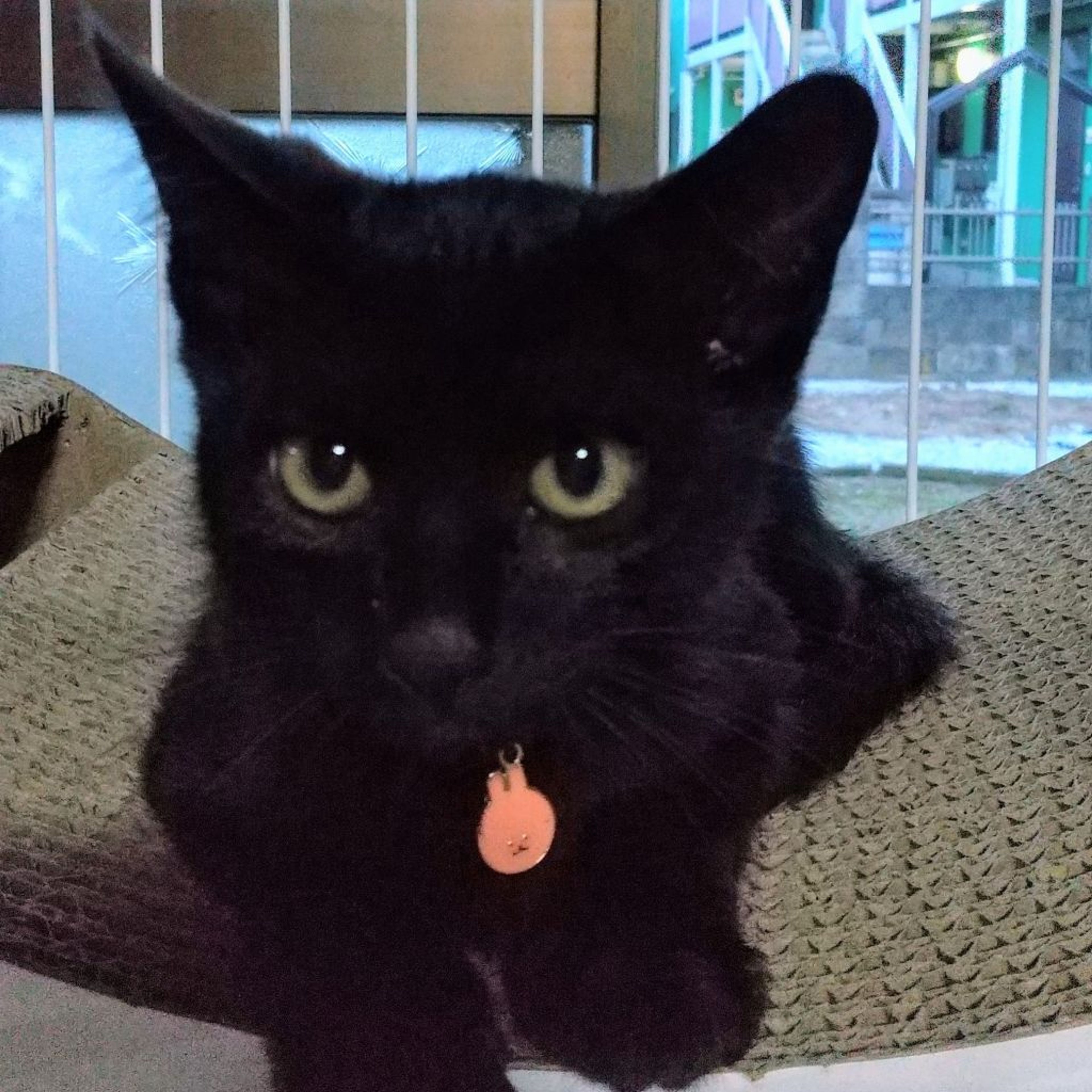 雑種（ミックス猫）・オスの里親募集の写真