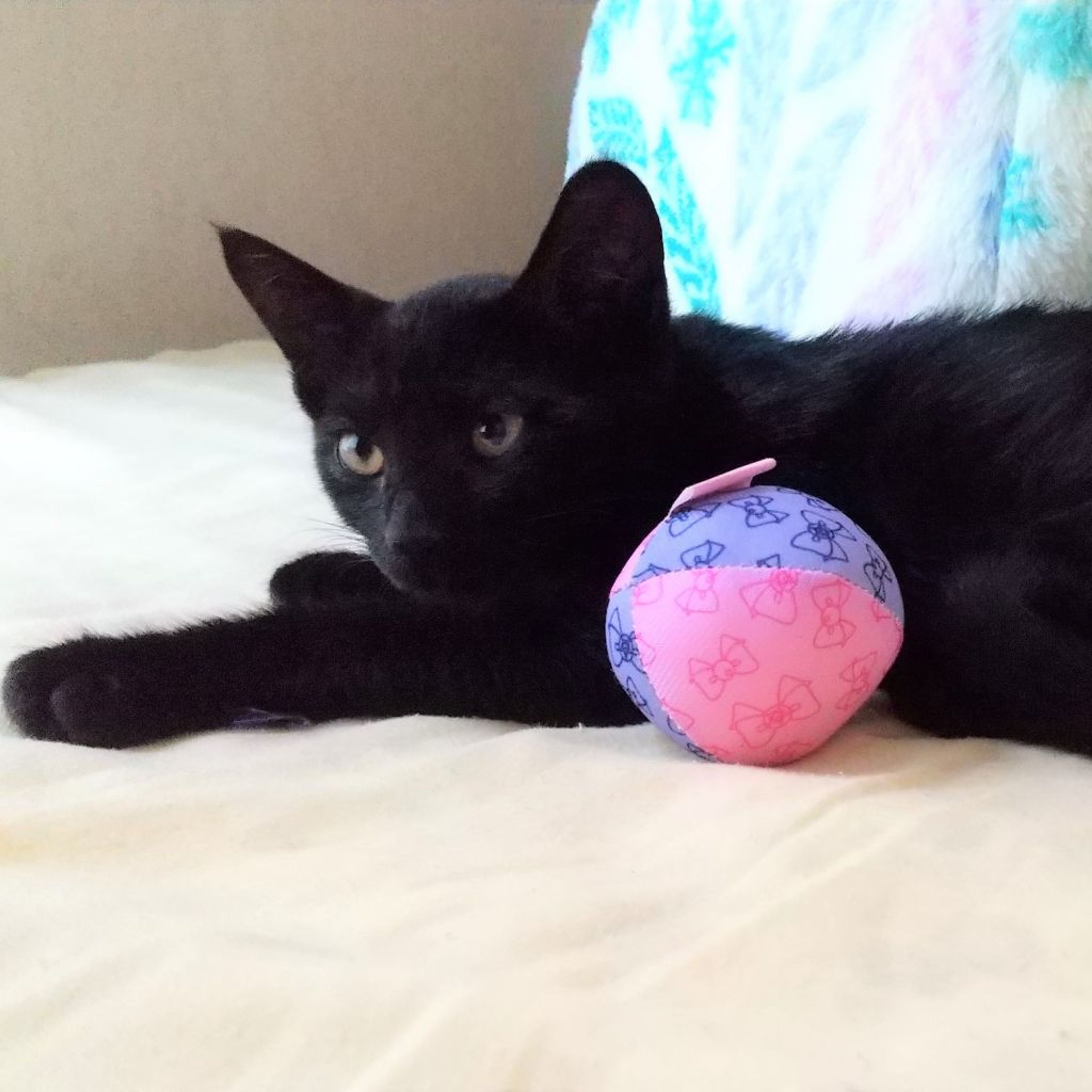 pet-image-4