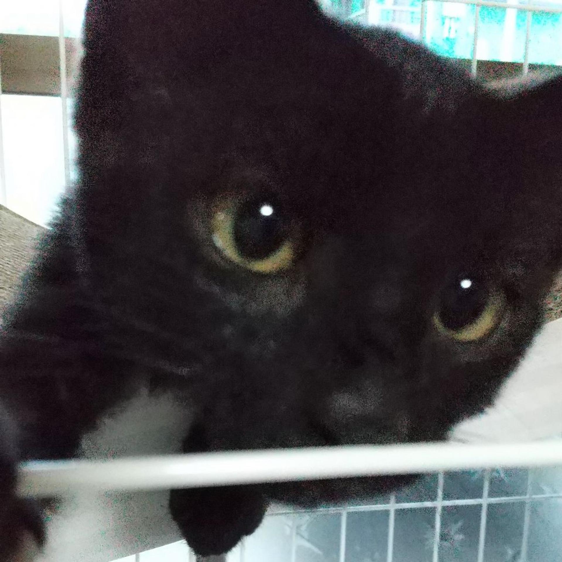 pet-image-5