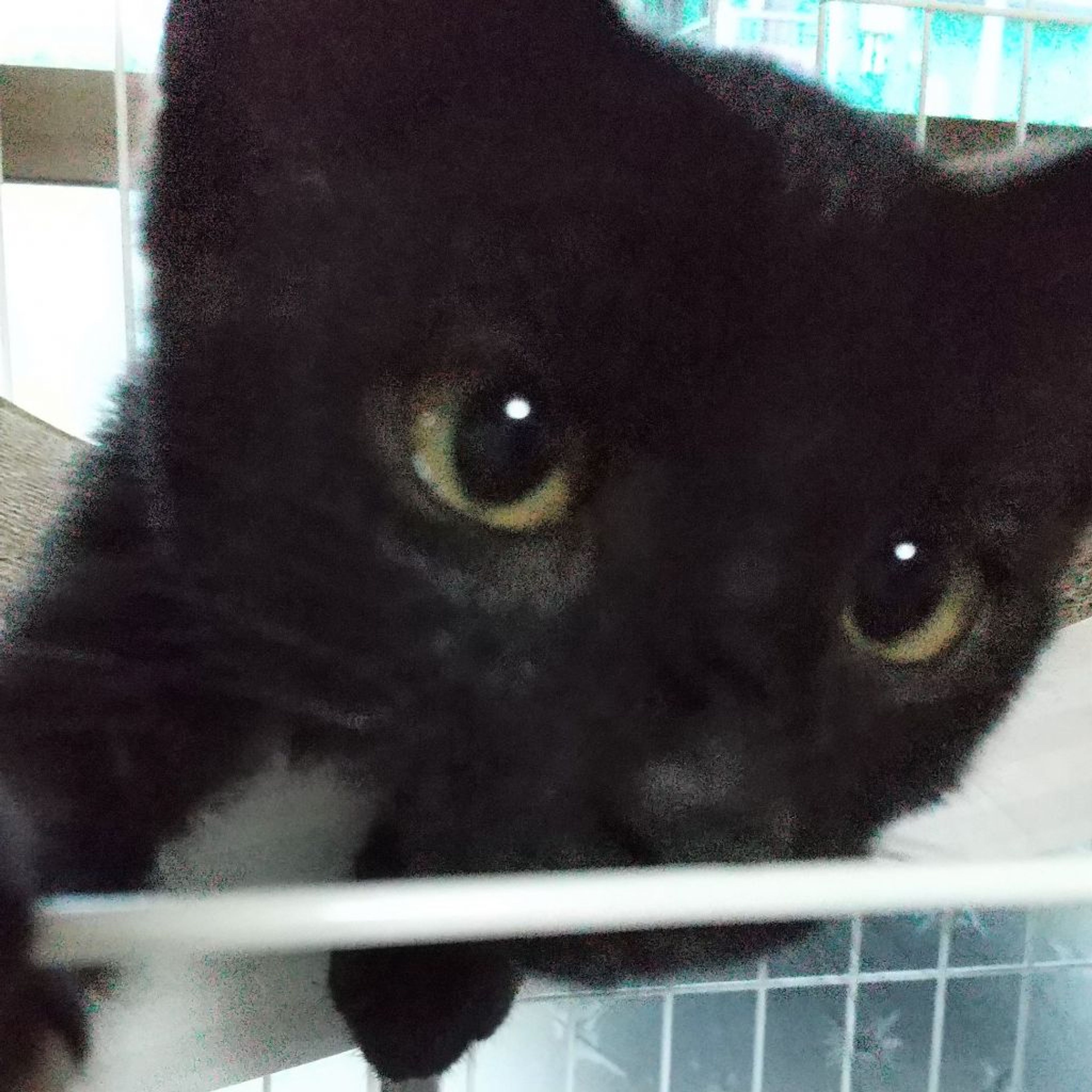 pet-image-5