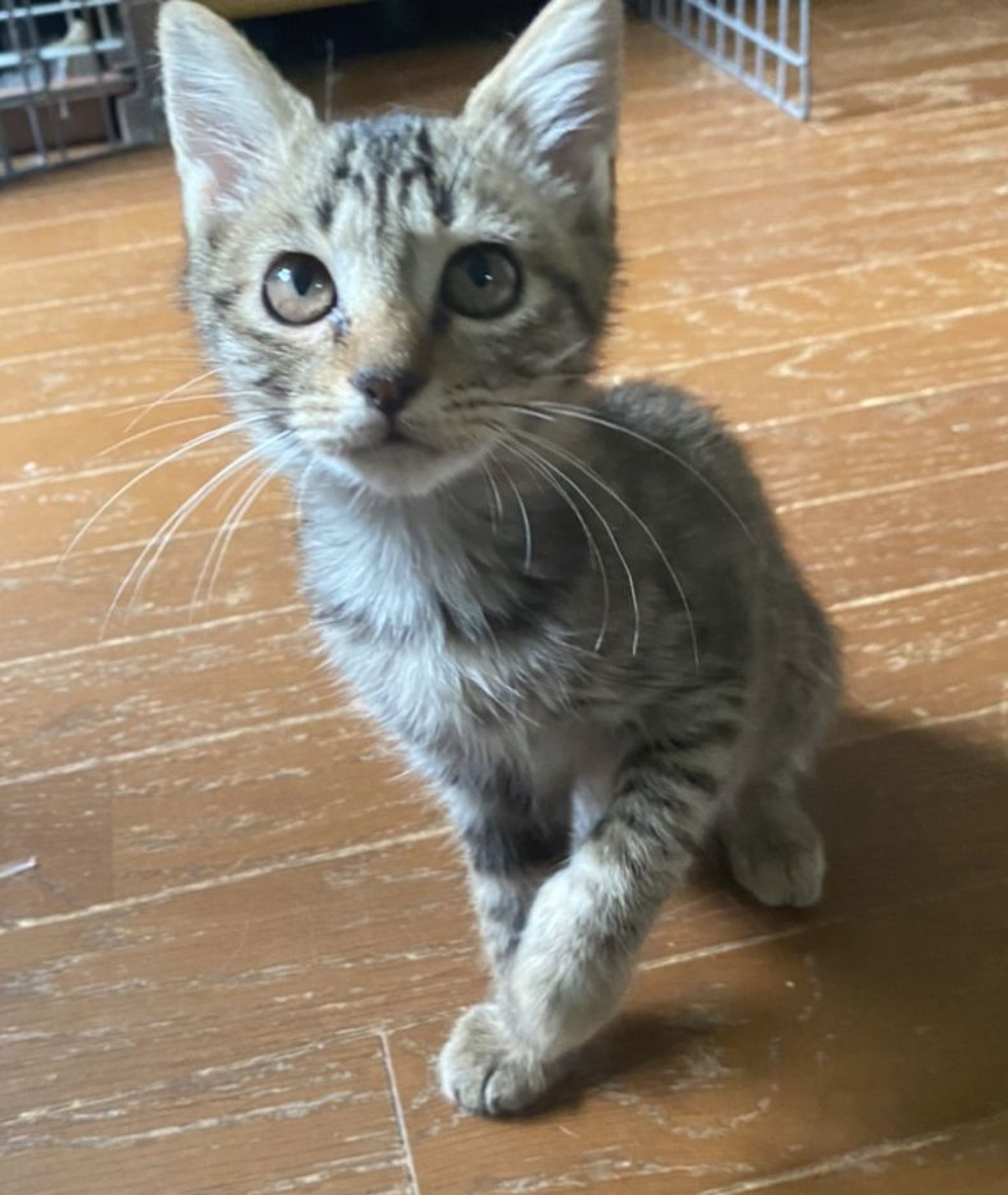雑種（ミックス猫）・メスの里親募集の写真