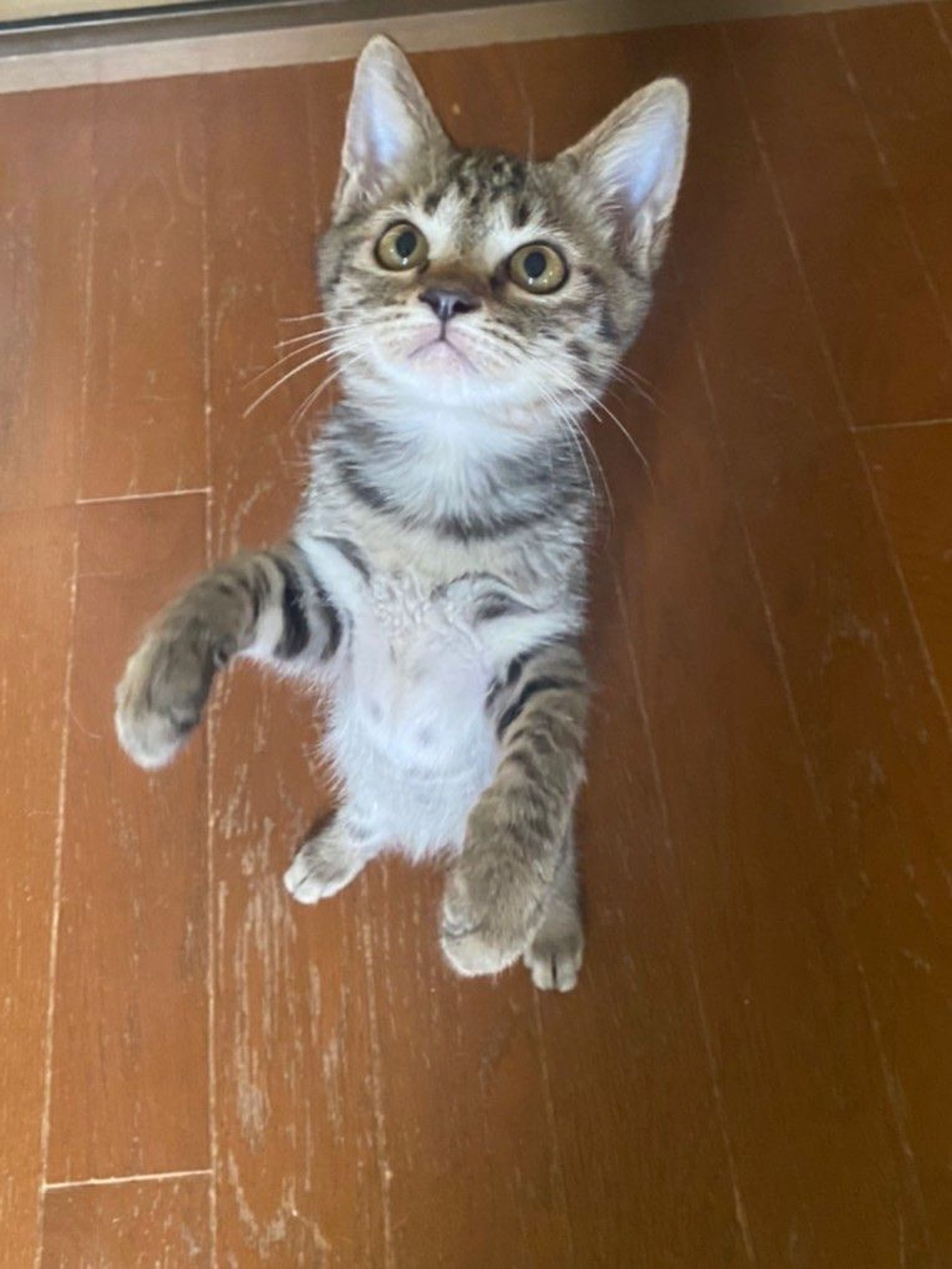 雑種（ミックス猫）・メスの里親募集の写真